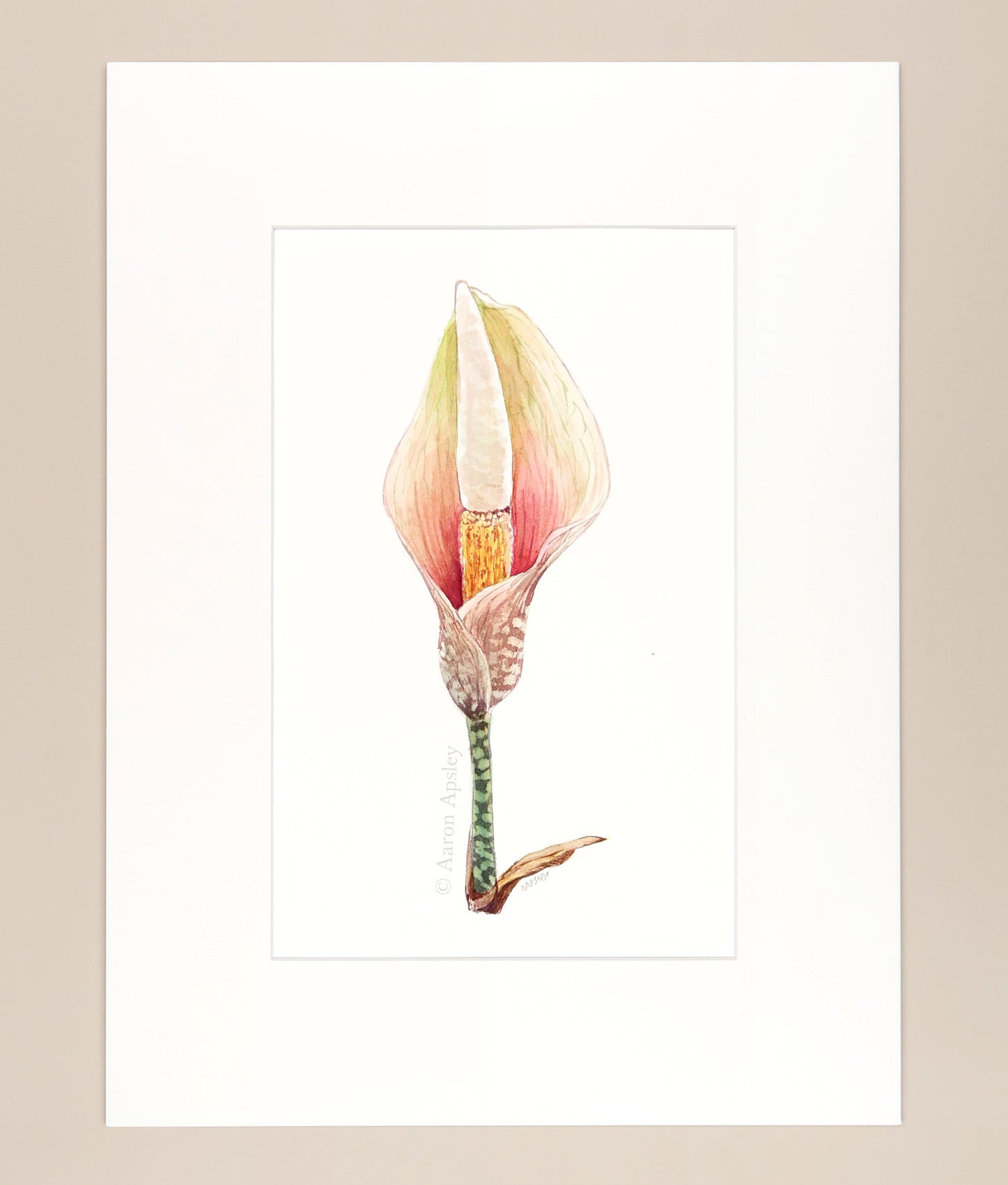 Amorphophallus bulbifer - Original Watercolor