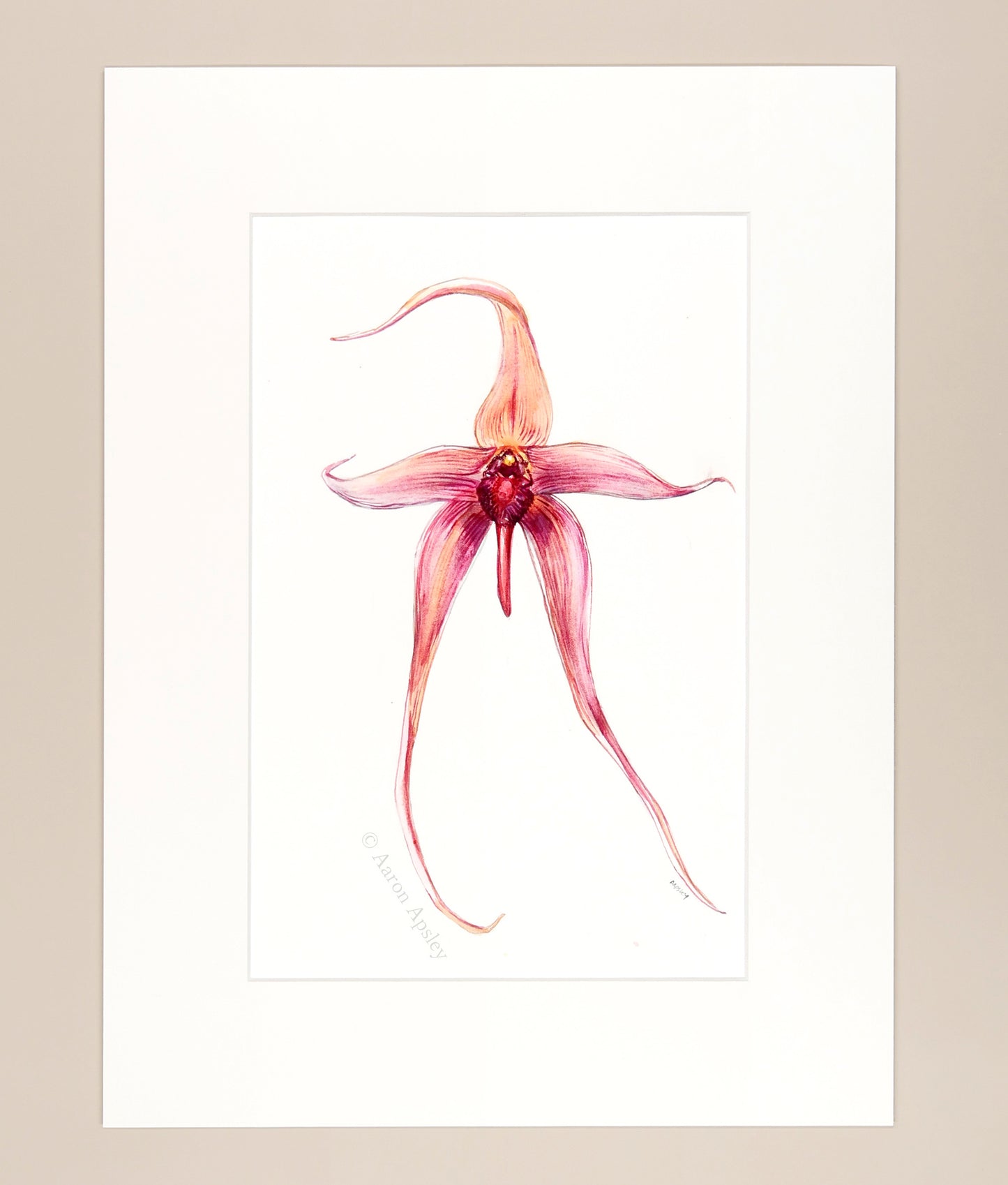 Bulbophyllum echinolabium - Original Watercolor