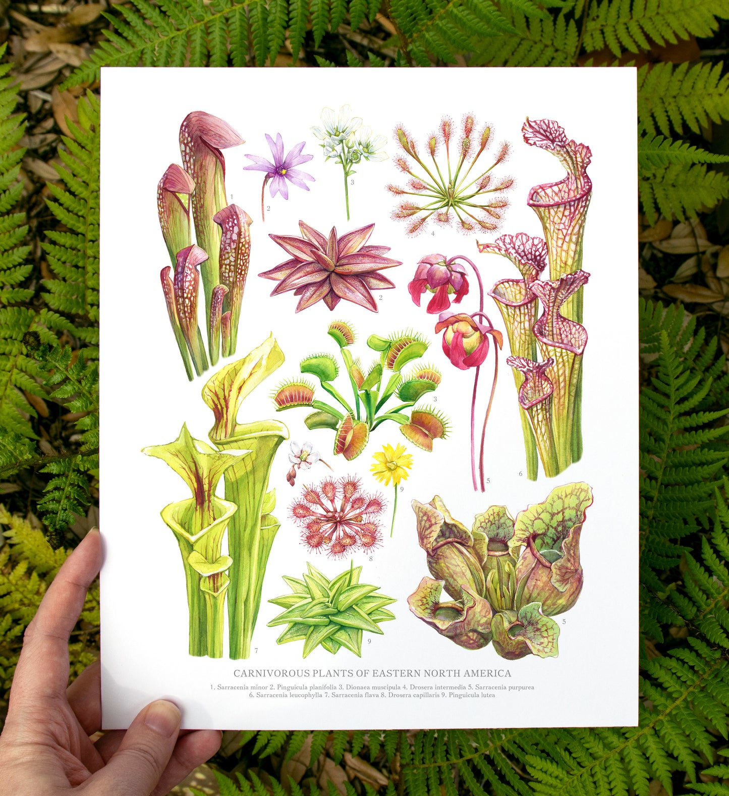 Carnivorous Plants of Eastern North America Print