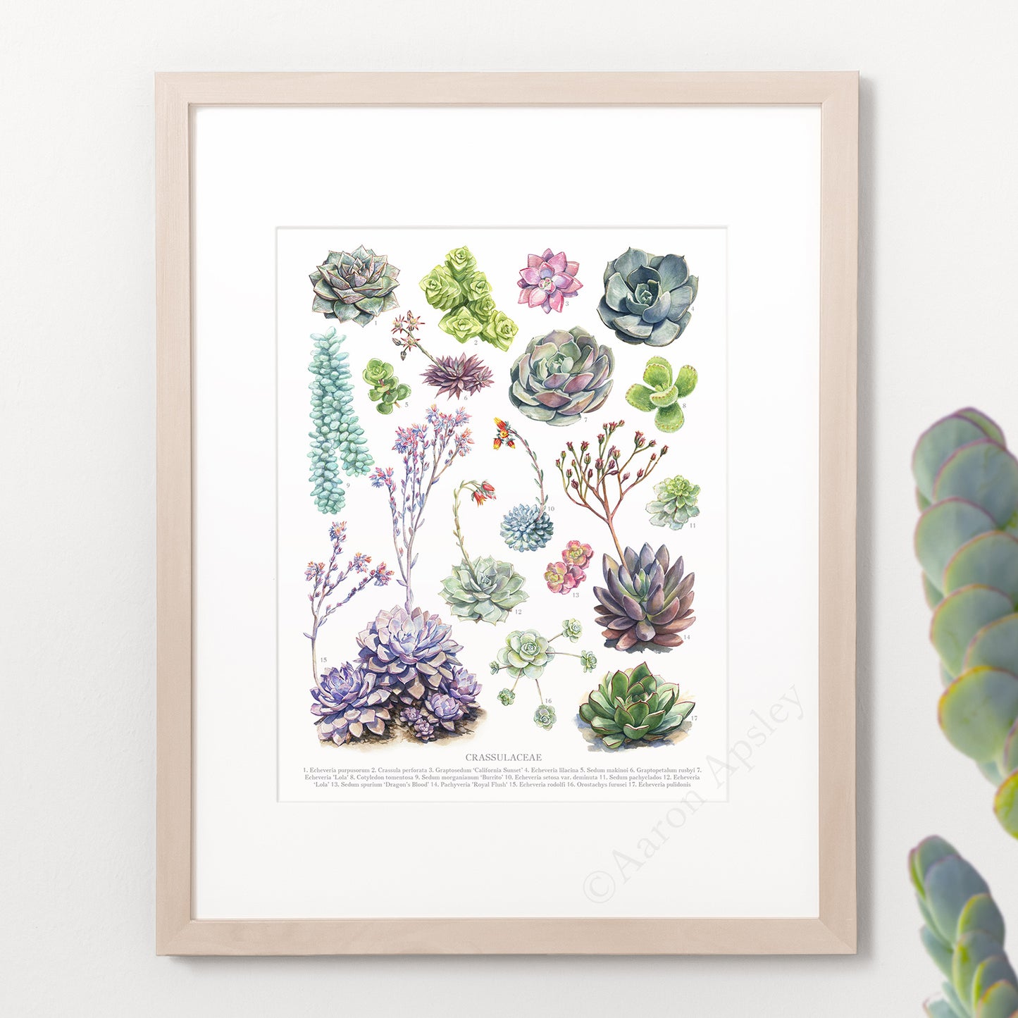 Crassulaceae Species Print
