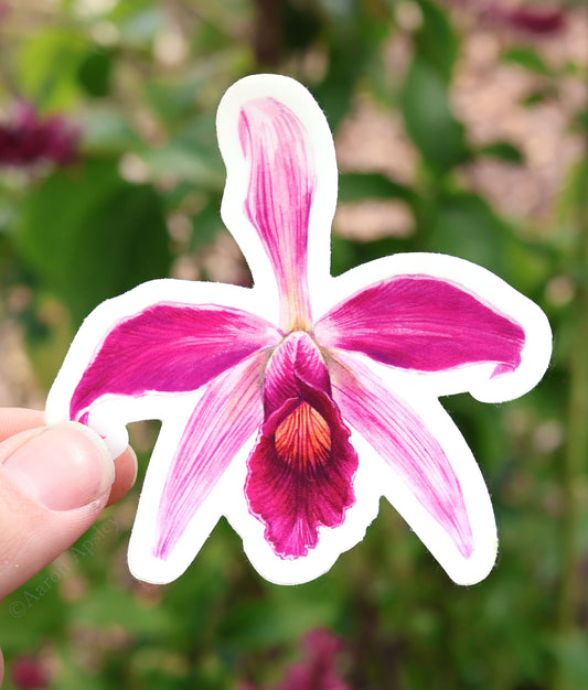 Cattleya purpurata Sticker