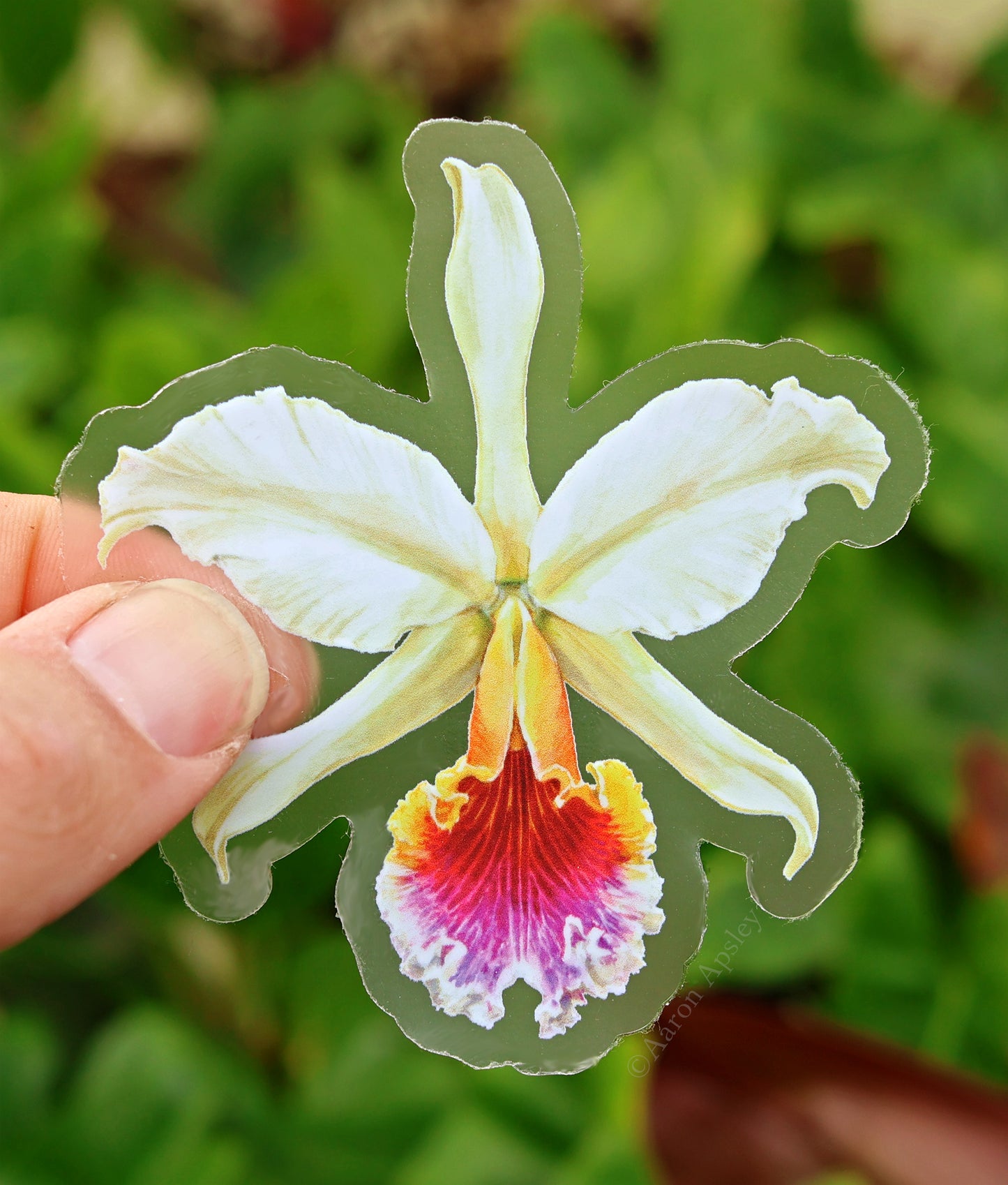 Cattleya rex Sticker