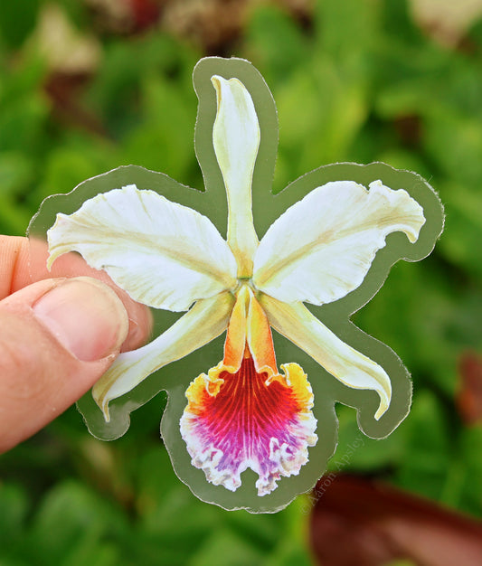 Cattleya rex Sticker