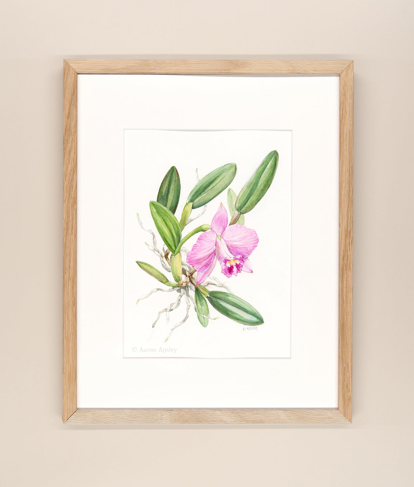 Cattleya Barbara Tague - Framed Original Watercolor