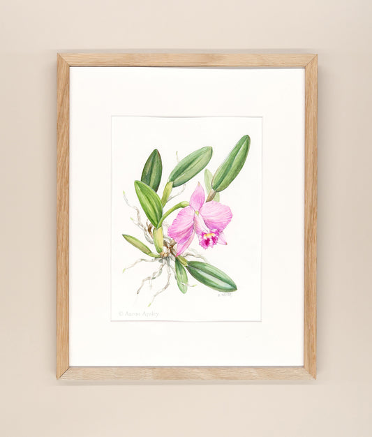 Cattleya Barbara Tague - Framed Original Watercolor