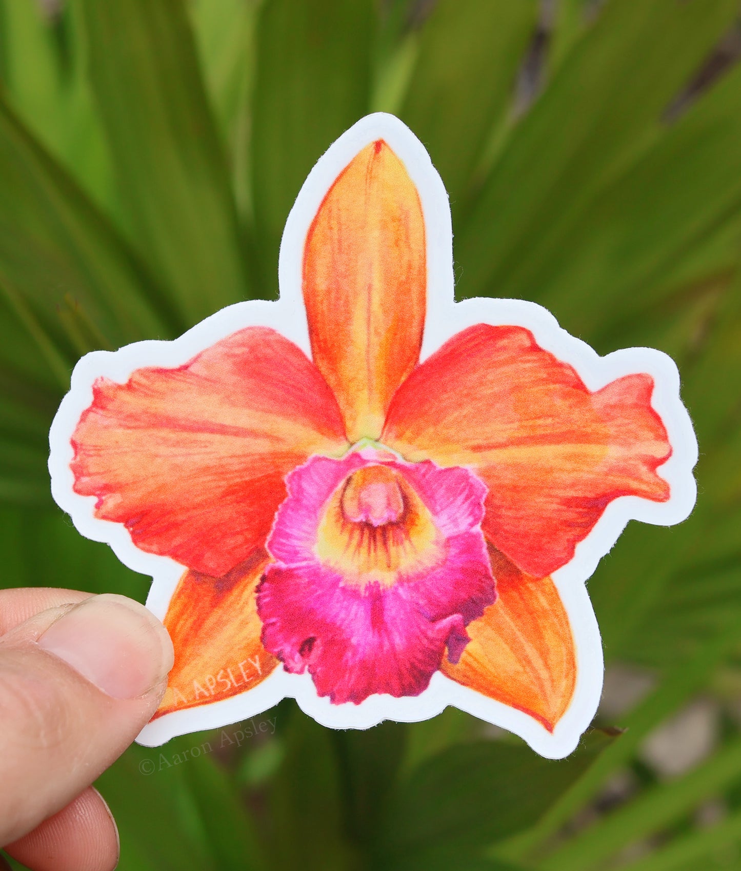 Cattleya Volcano Queen Sticker
