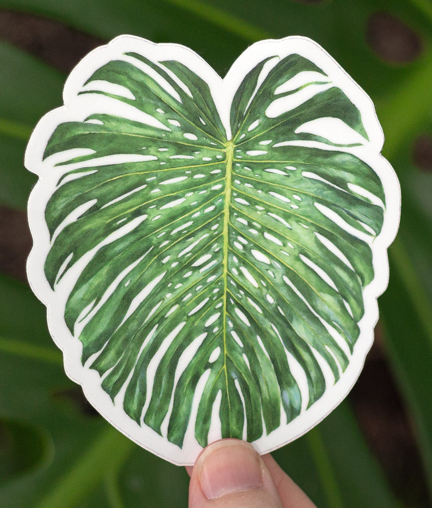 Monstera deliciosa Sticker