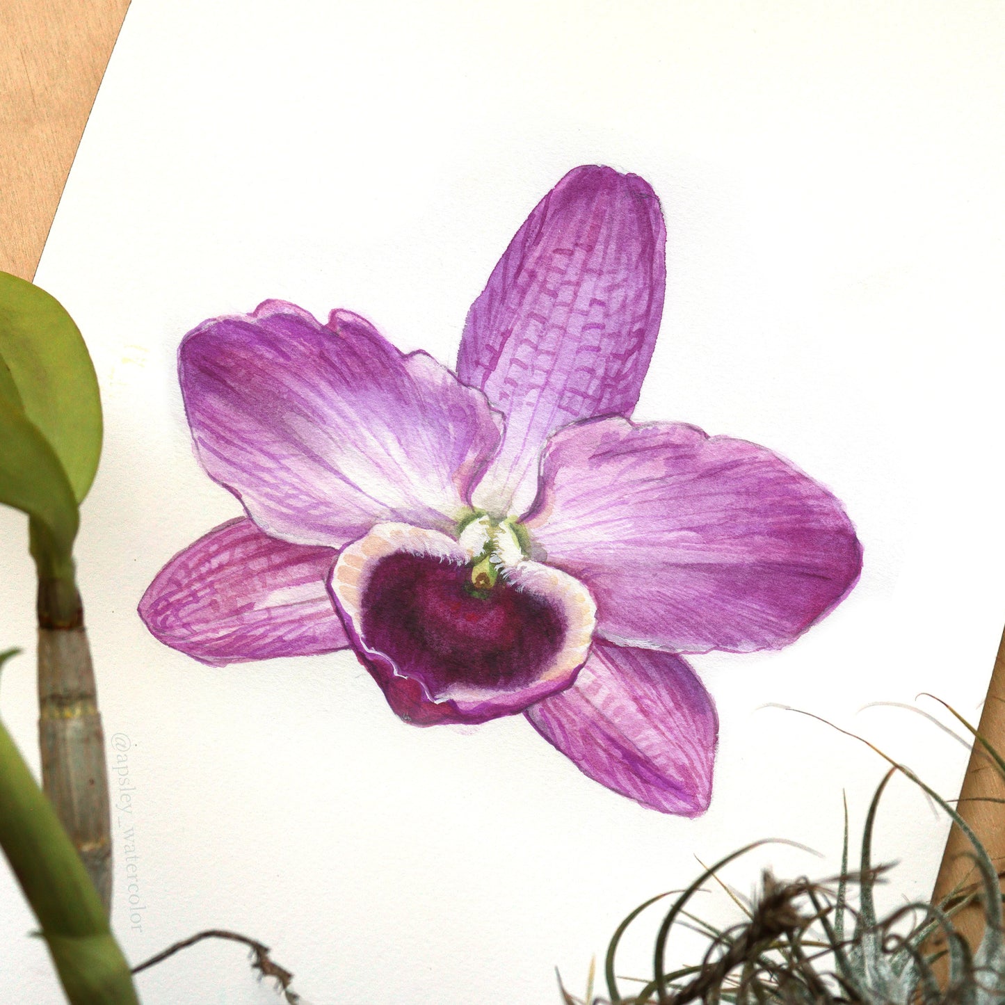 Dendrobium nobile - Original Watercolor