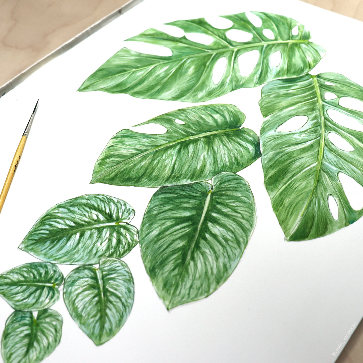 Monstera dubia - Original Watercolor