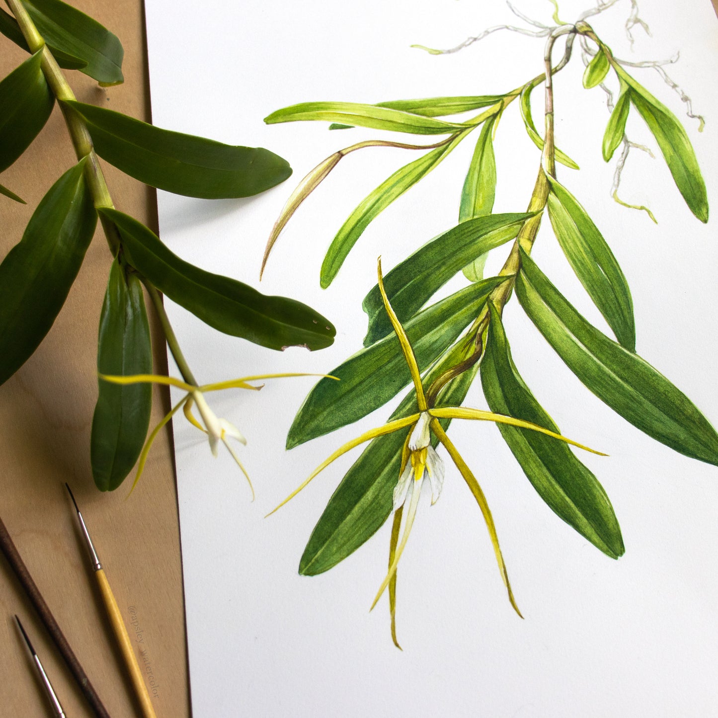 Epidendrum nocturnum - Original Watercolor