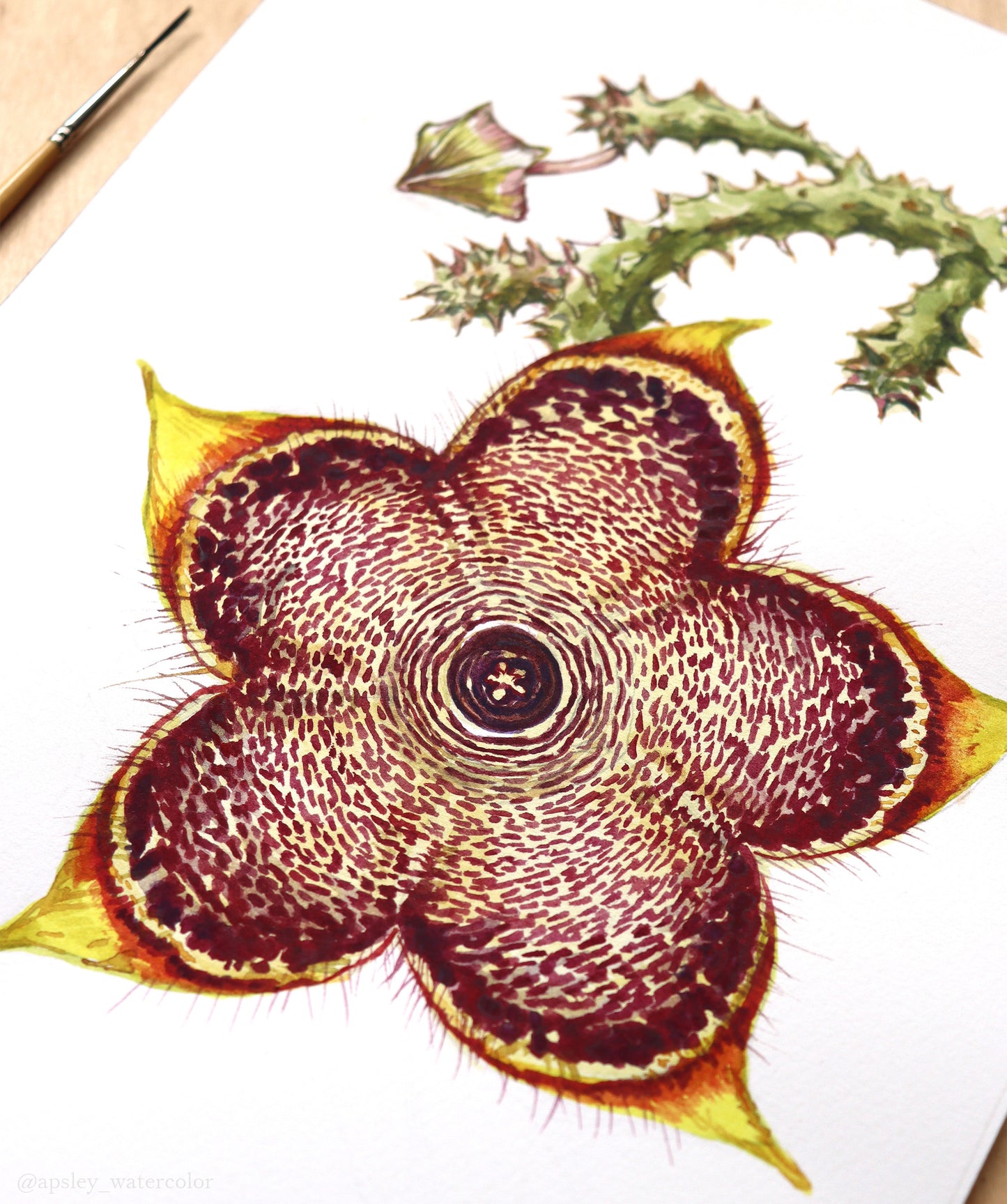 Edithcolea grandis - Original Watercolor