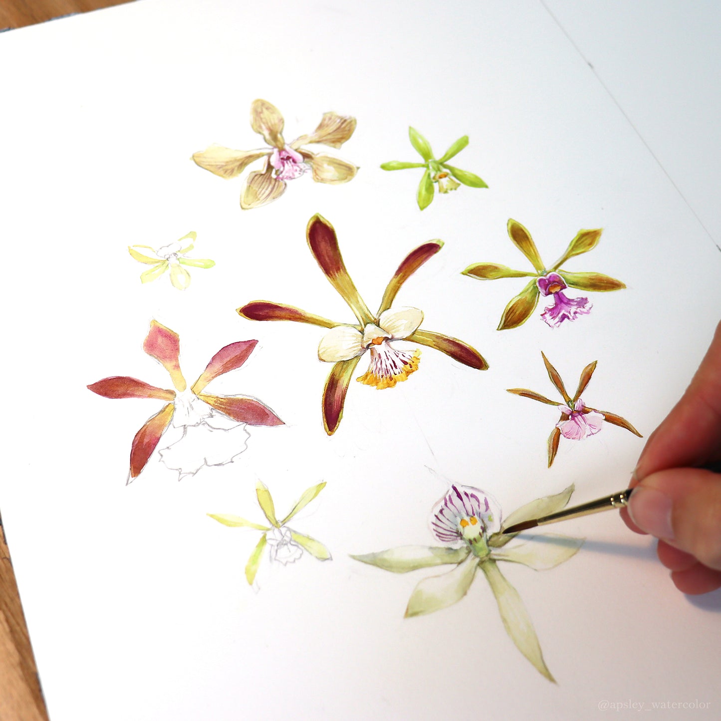 Encyclia & Prosthechea Studies - Framed Original Watercolor