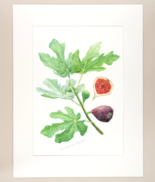 Ficus carica - Original Watercolor