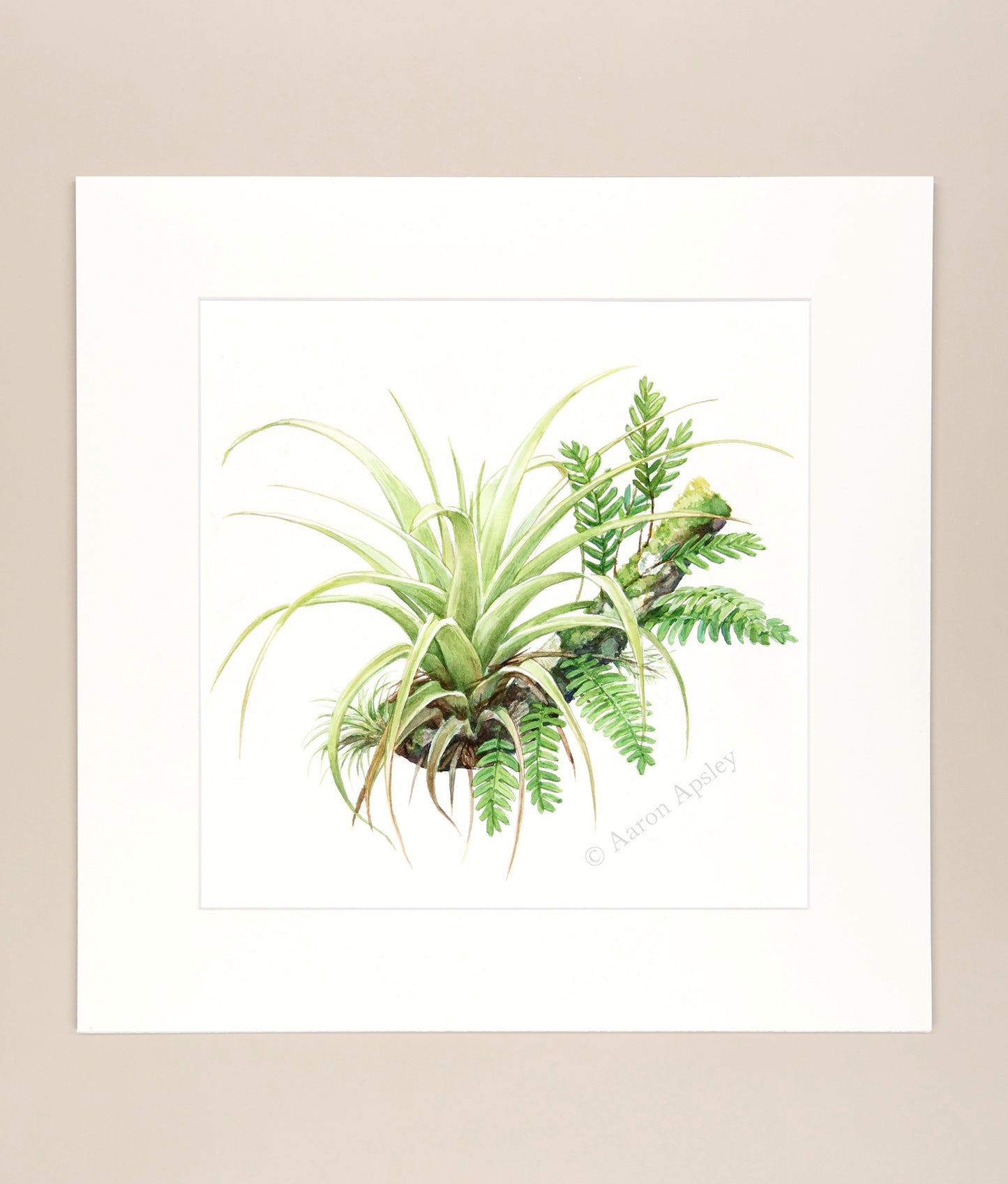 Florida Epiphytes 1 - Original Watercolor