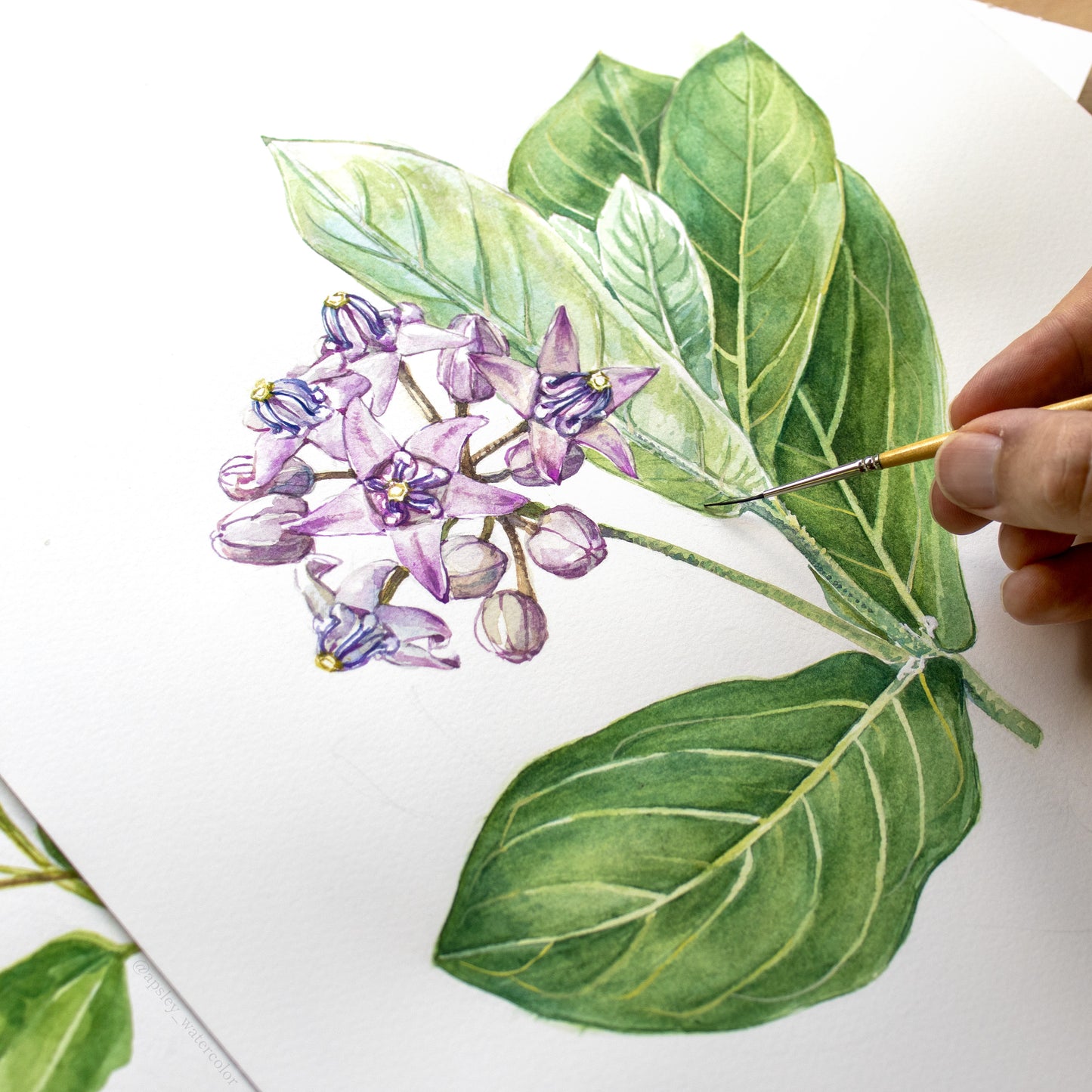 Calotropis gigantea - Original Watercolor