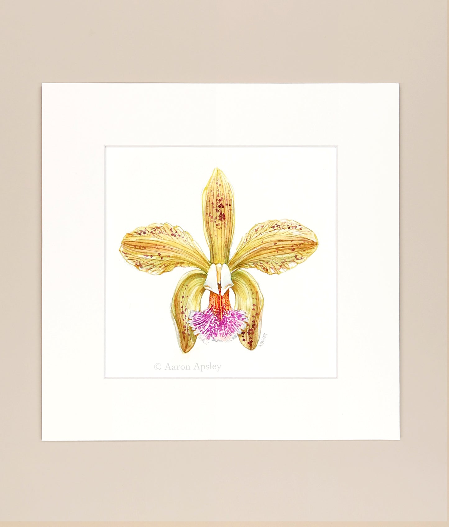 Cattleya granulosa - Original Watercolor
