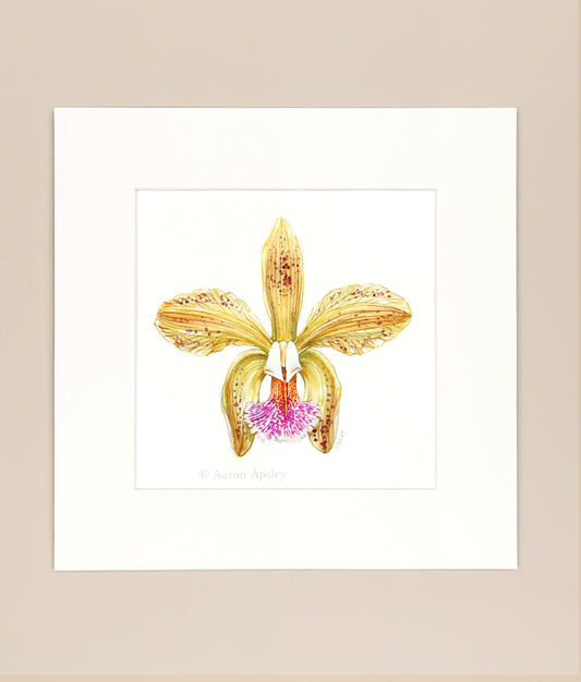 Cattleya granulosa - Original Watercolor