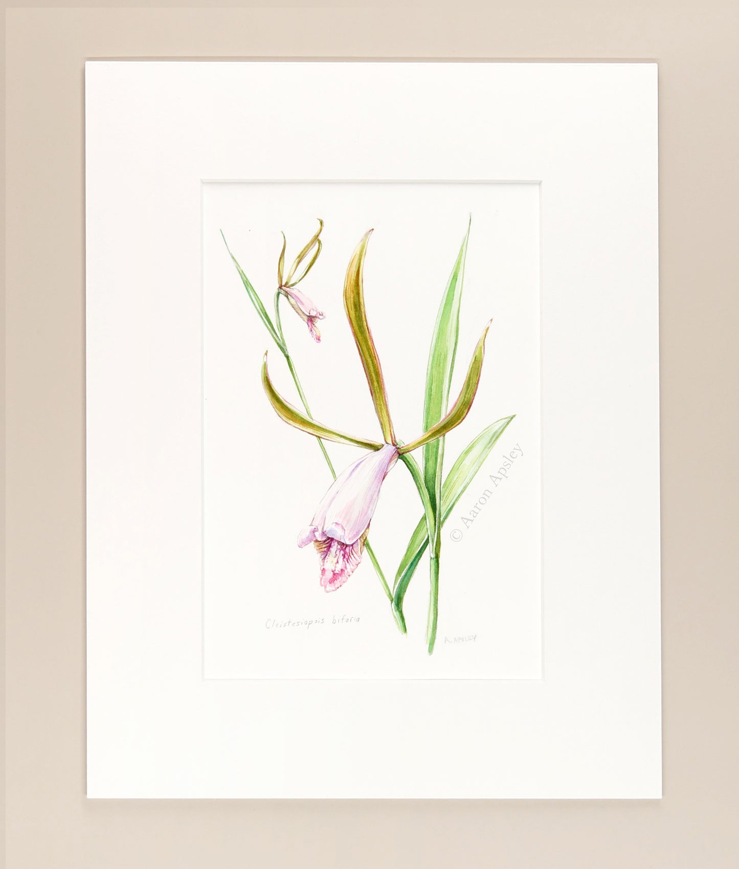 Cleistesiopsis bifaria - Original Watercolor