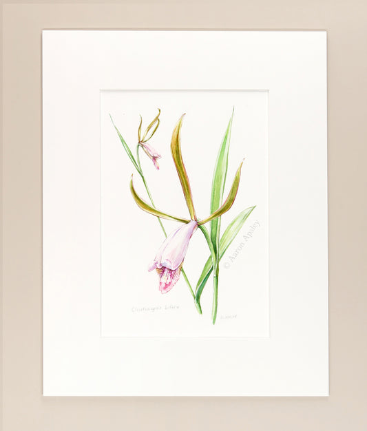 Cleistesiopsis bifaria - Original Watercolor