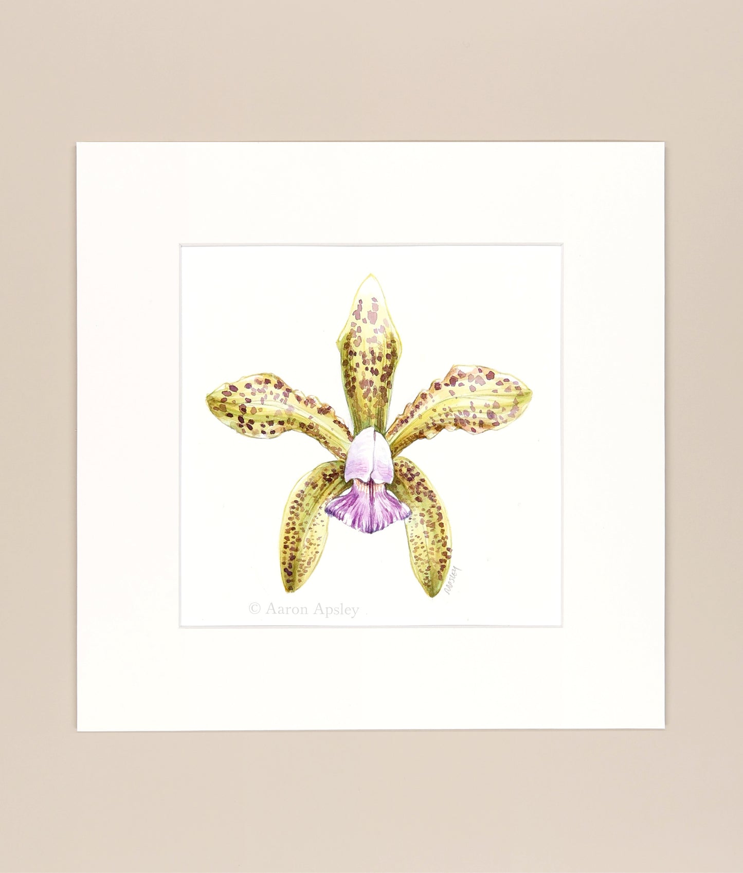 Cattleya guttata var. coerulea - Original Watercolor