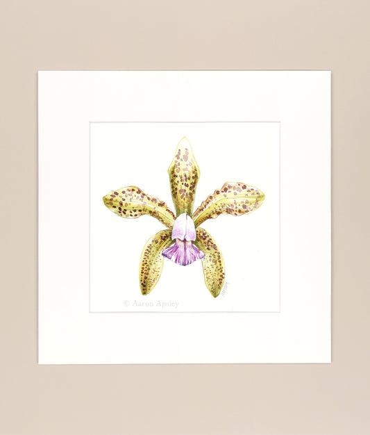 Cattleya guttata var. coerulea - Original Watercolor