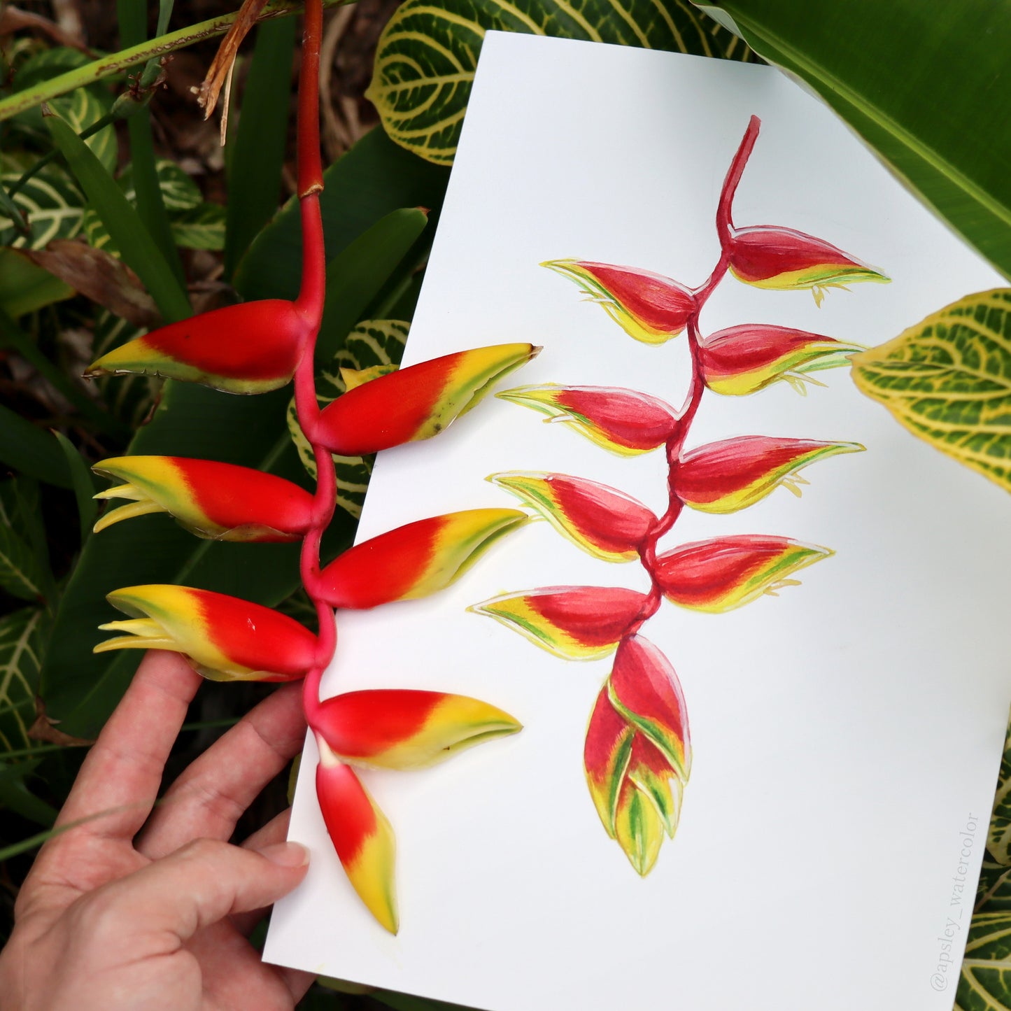 Heliconia rostrata - Original Watercolor