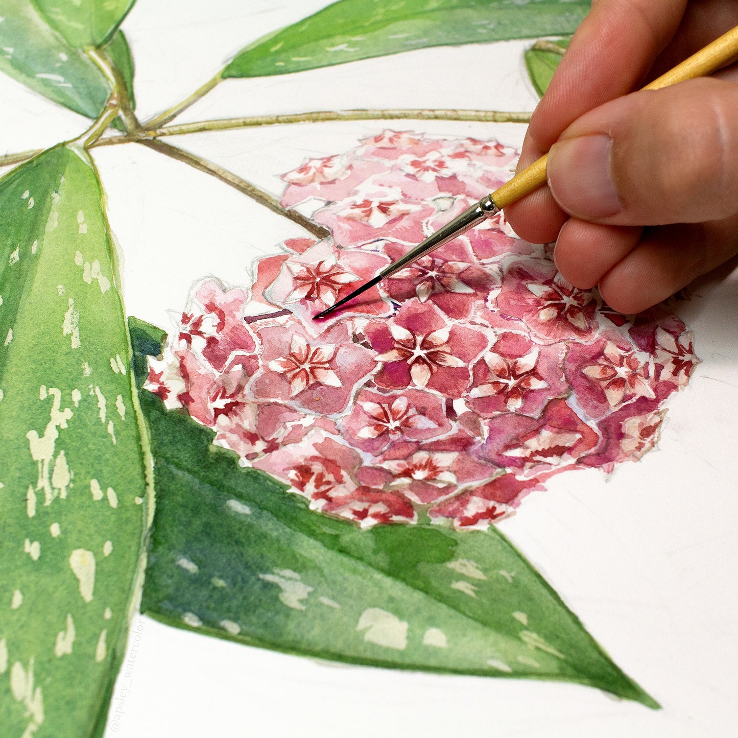 Hoya pubicalyx - Original Watercolor