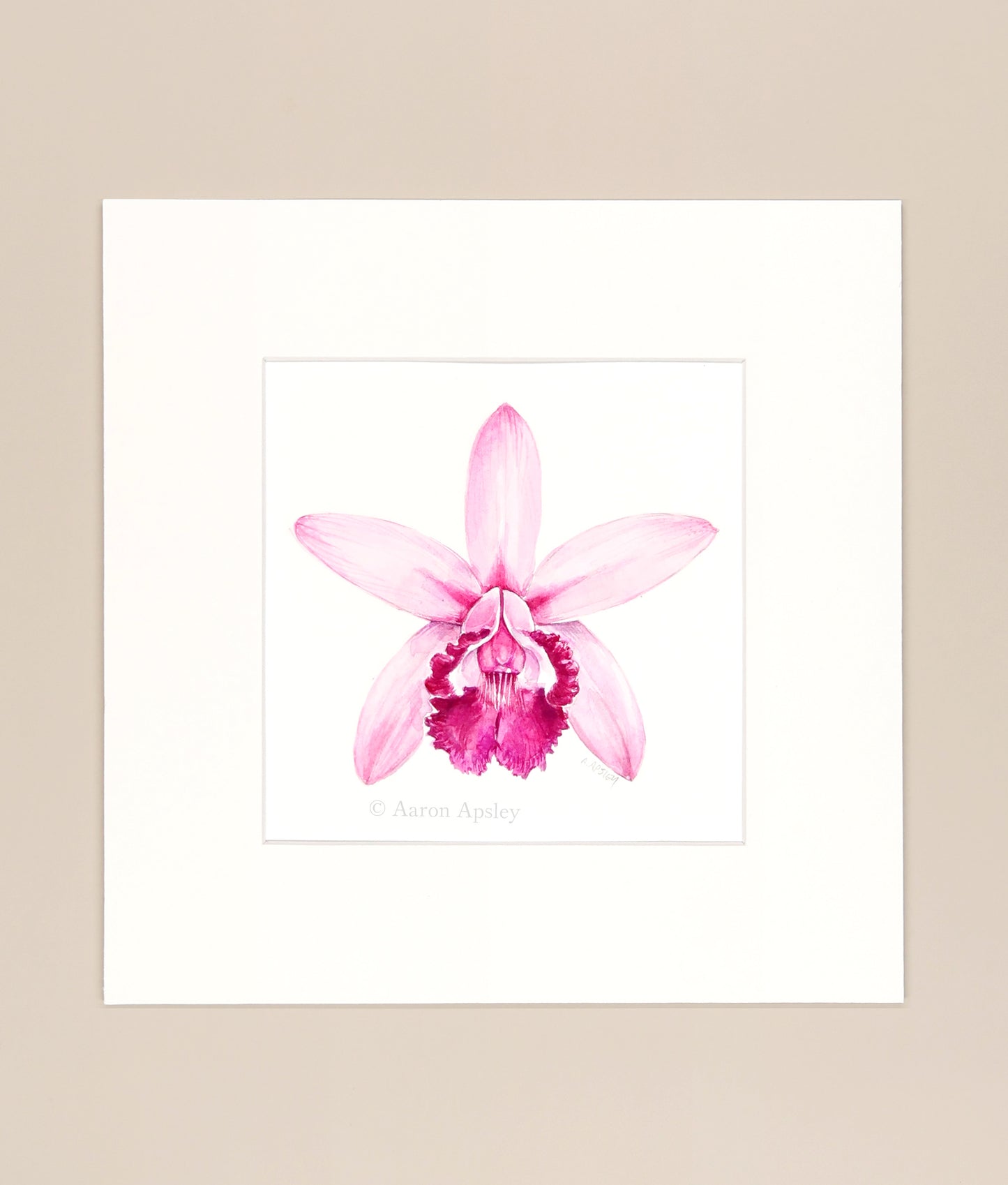Cattleya intermedia - Original Watercolor