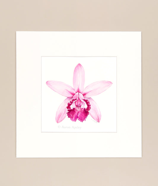 Cattleya intermedia - Original Watercolor