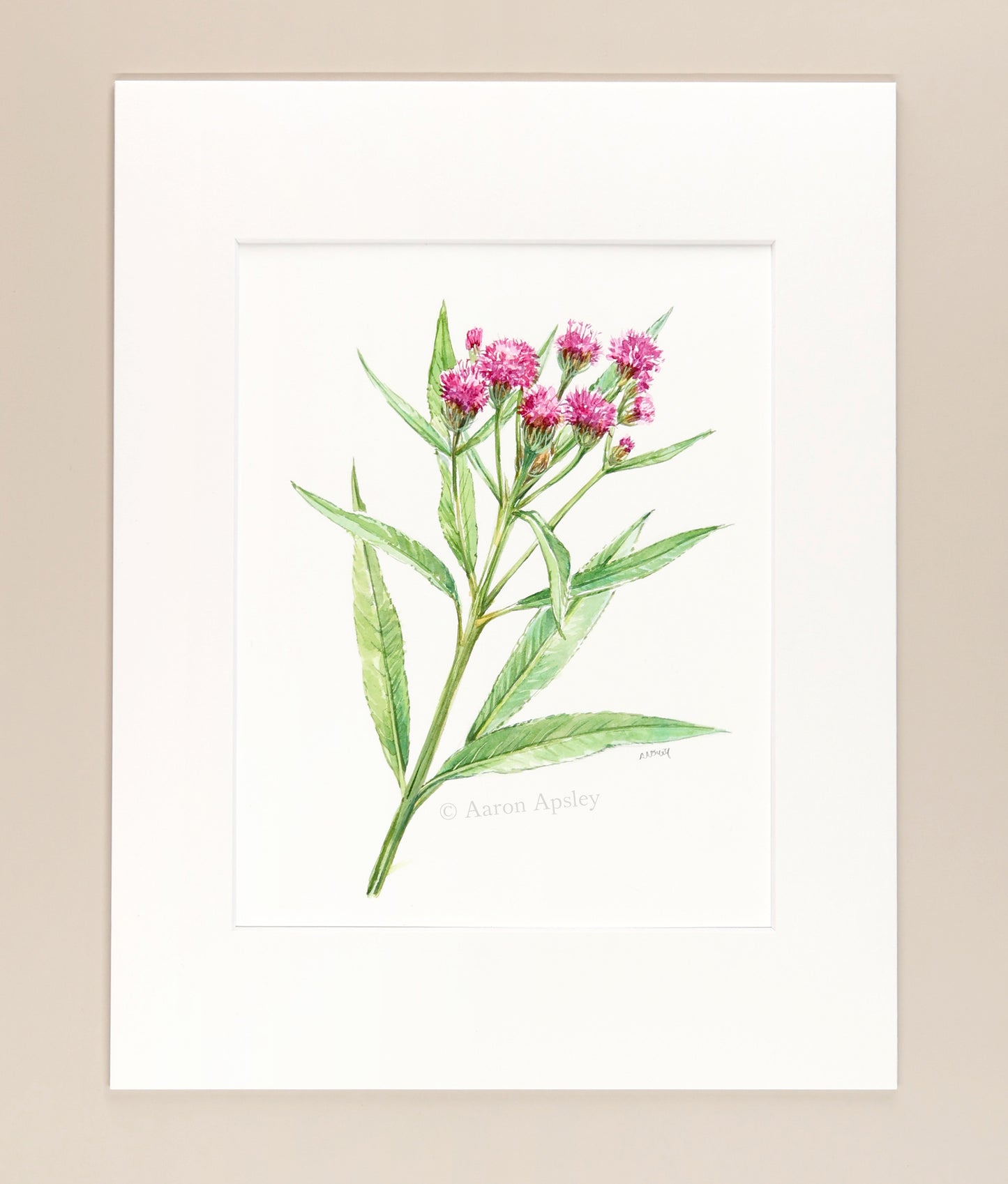 Vernonia fasciculata - Original Watercolor