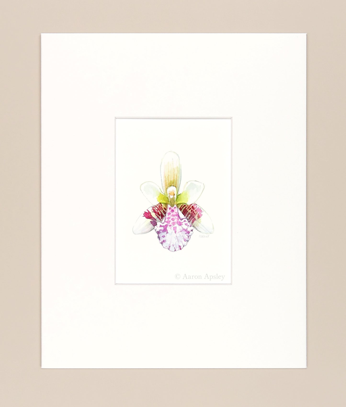 Phalenopsis japonica - Original Watercolor