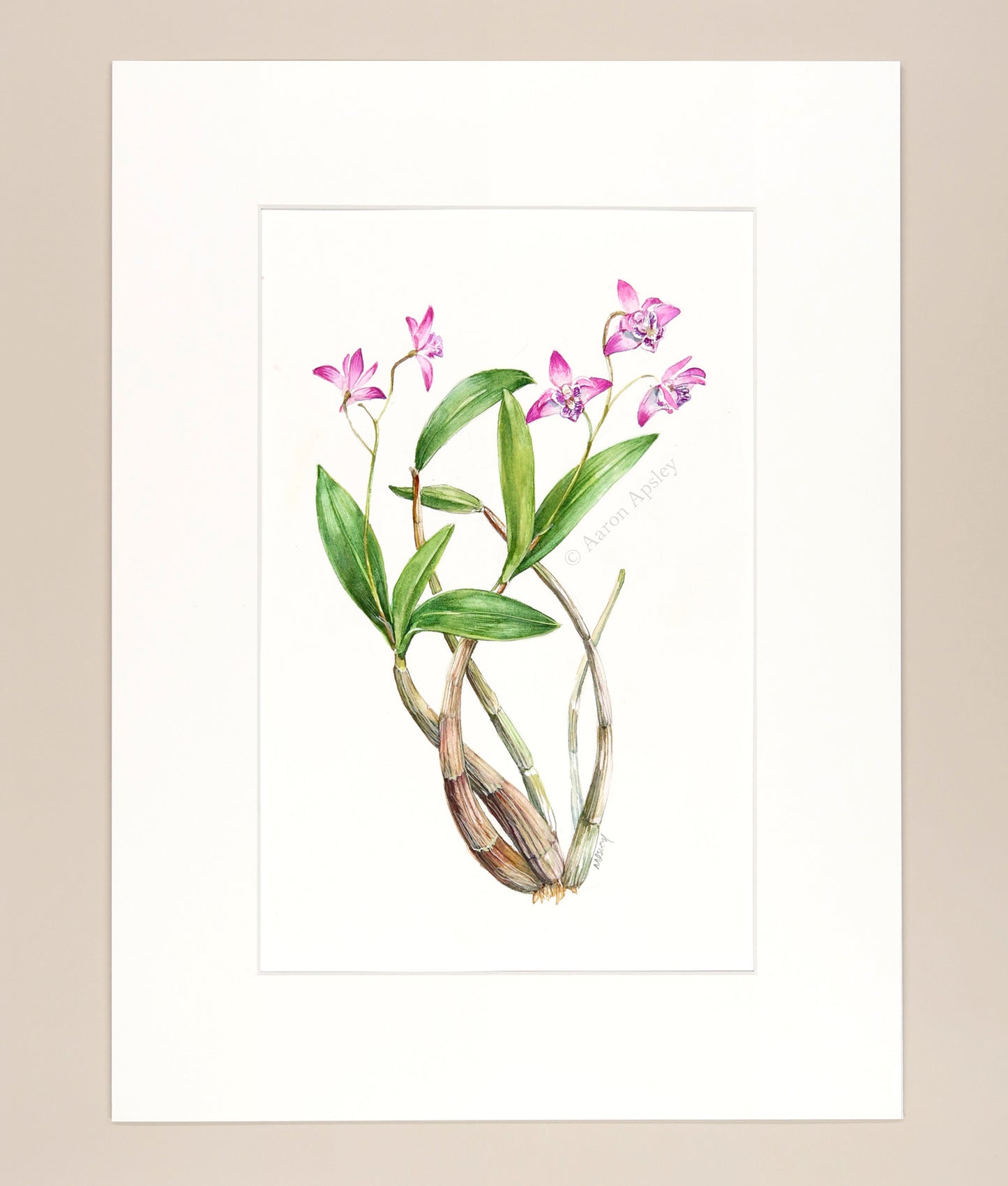 Dendrobium kingianum - Original Watercolor