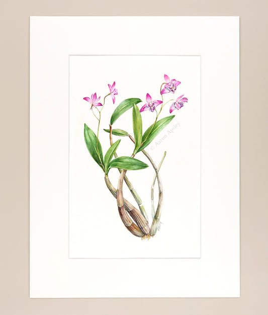 Dendrobium kingianum - Original Watercolor
