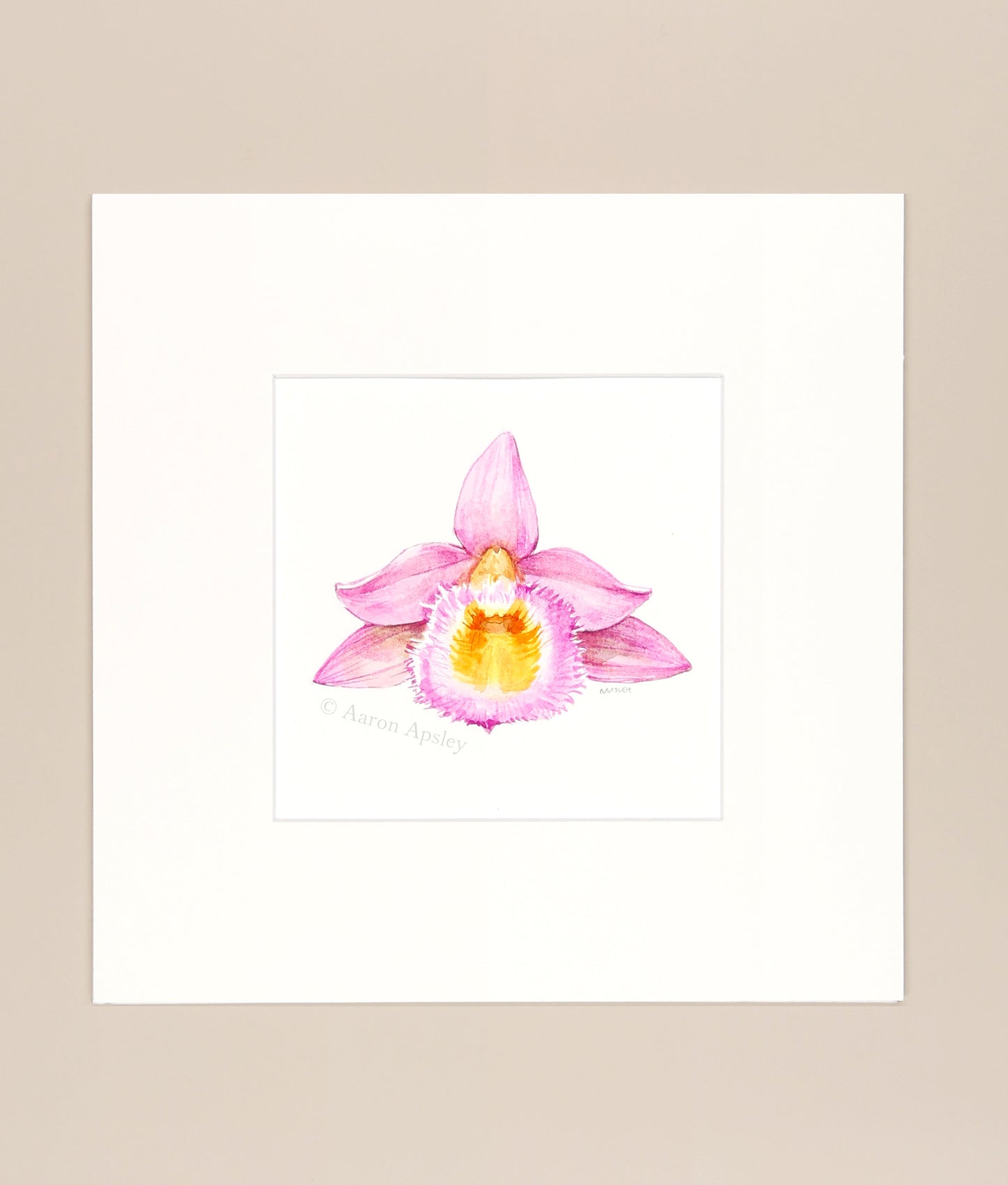 Dendrobium loddigesii - Original Watercolor