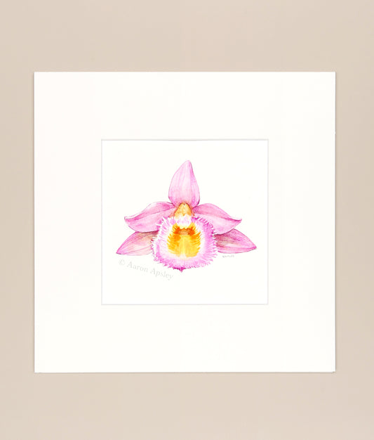 Dendrobium loddigesii - Original Watercolor