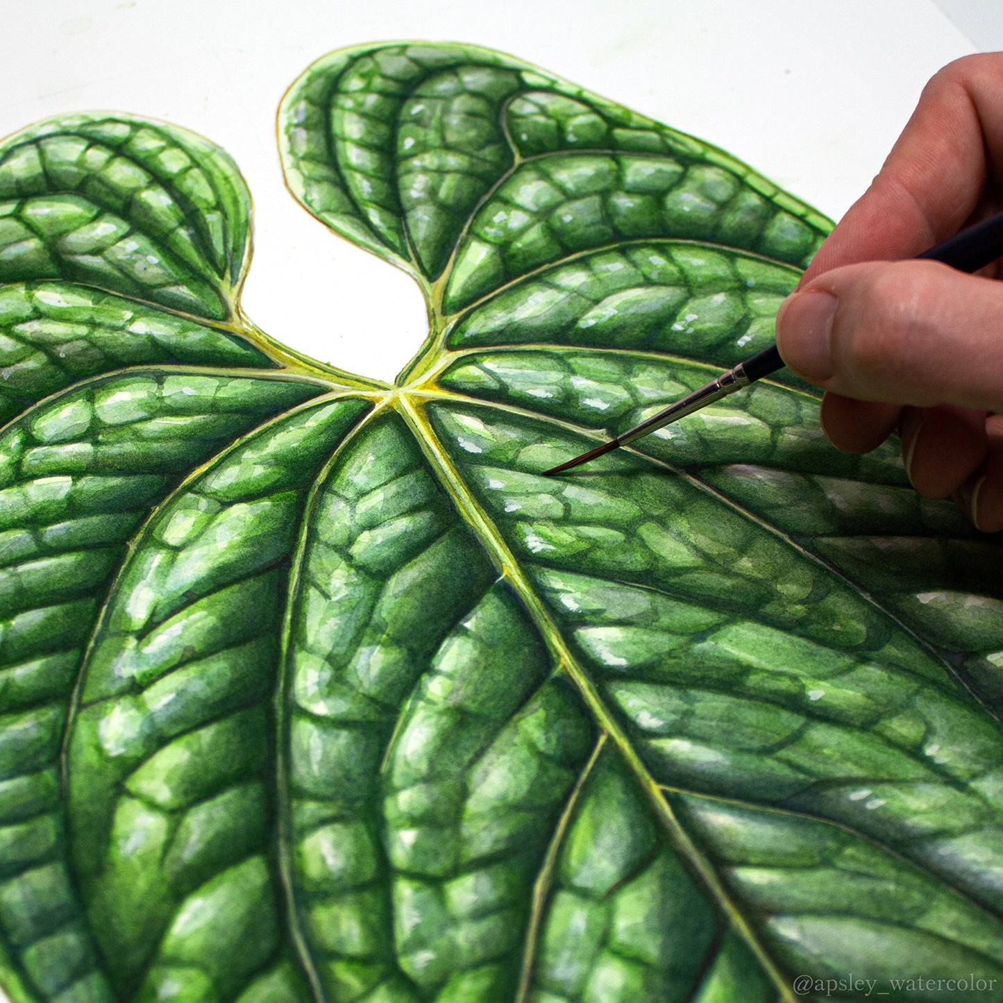 Anthurium luxurians - Original Watercolor