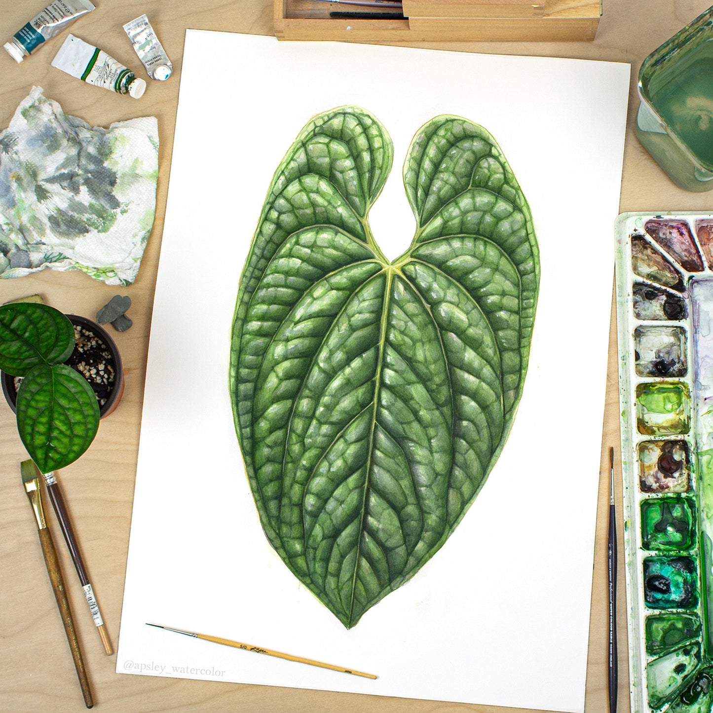 Anthurium luxurians - Original Watercolor
