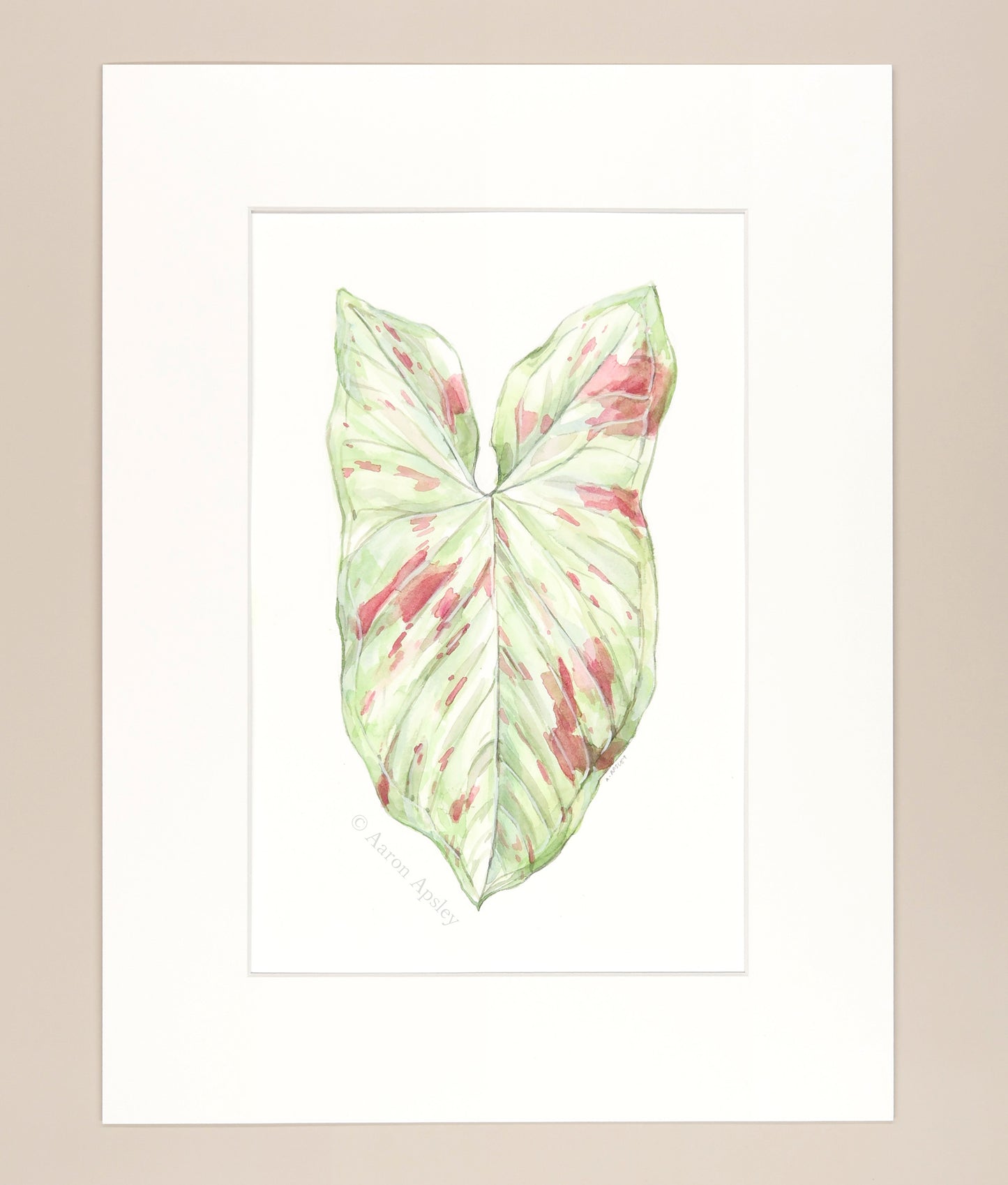 Syngonium 'Milk Confetti' - Original Watercolor