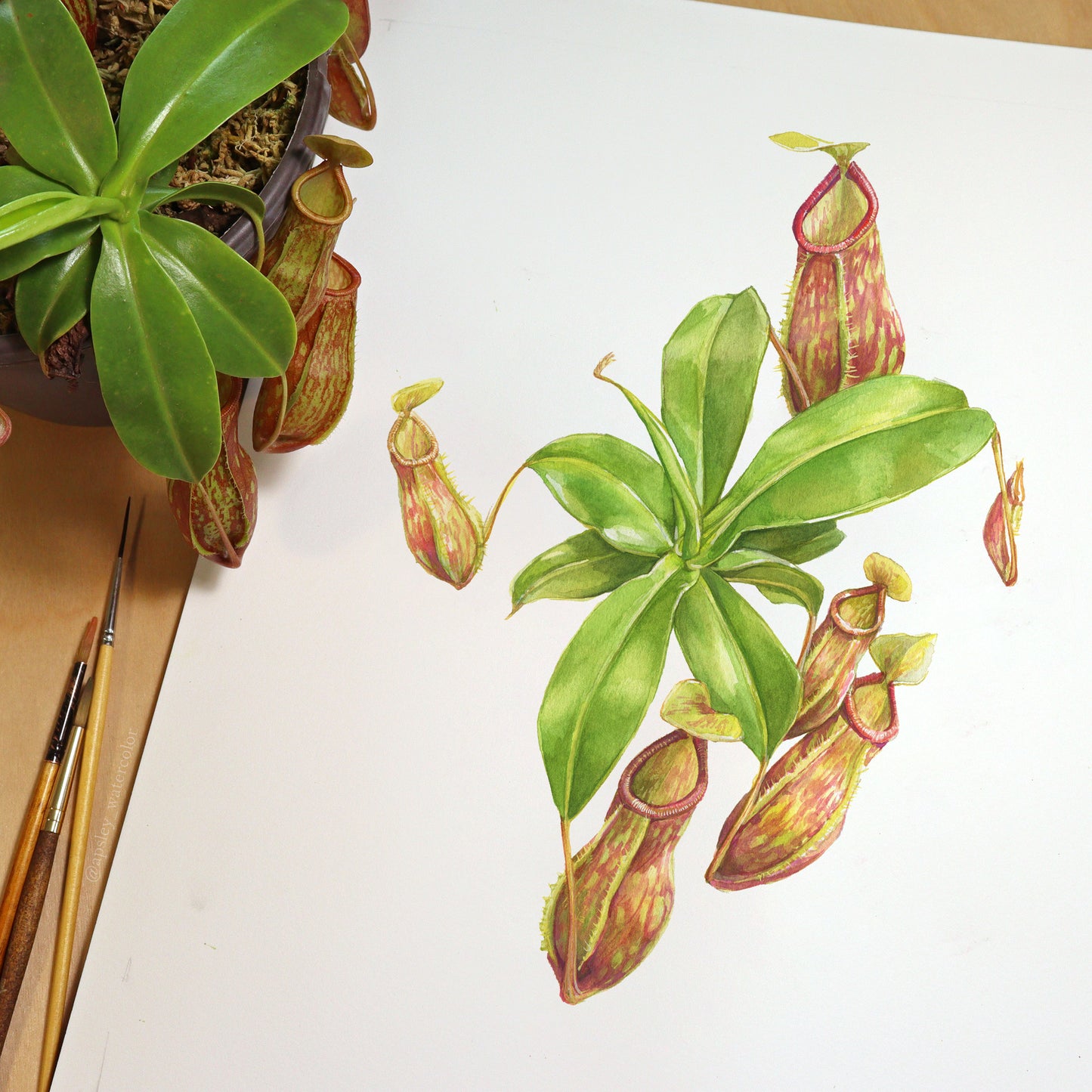 Nepenthes 'Gaya' - Original Watercolor