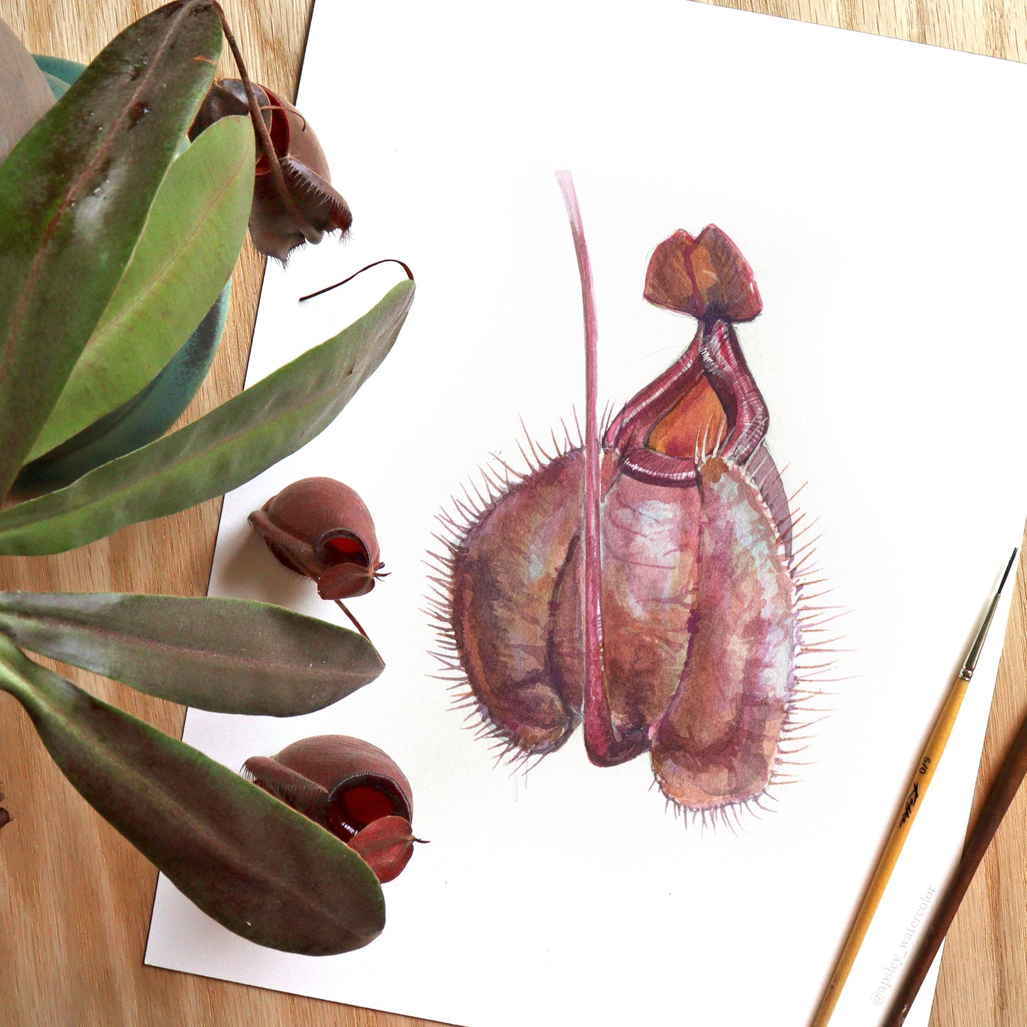 Nepenthes mirabilis var globosa x ampullaria - Original Watercolor