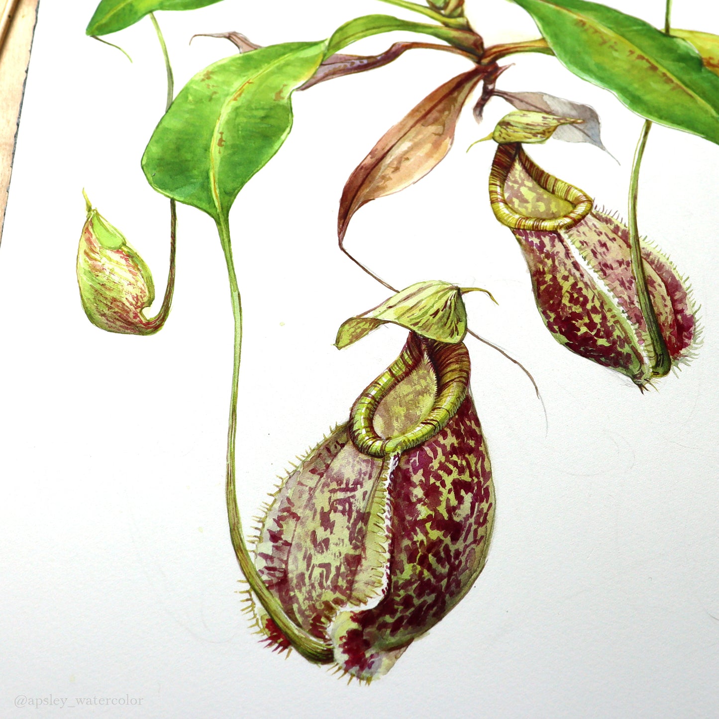 Nepenthes rafflesiana - Original Watercolor