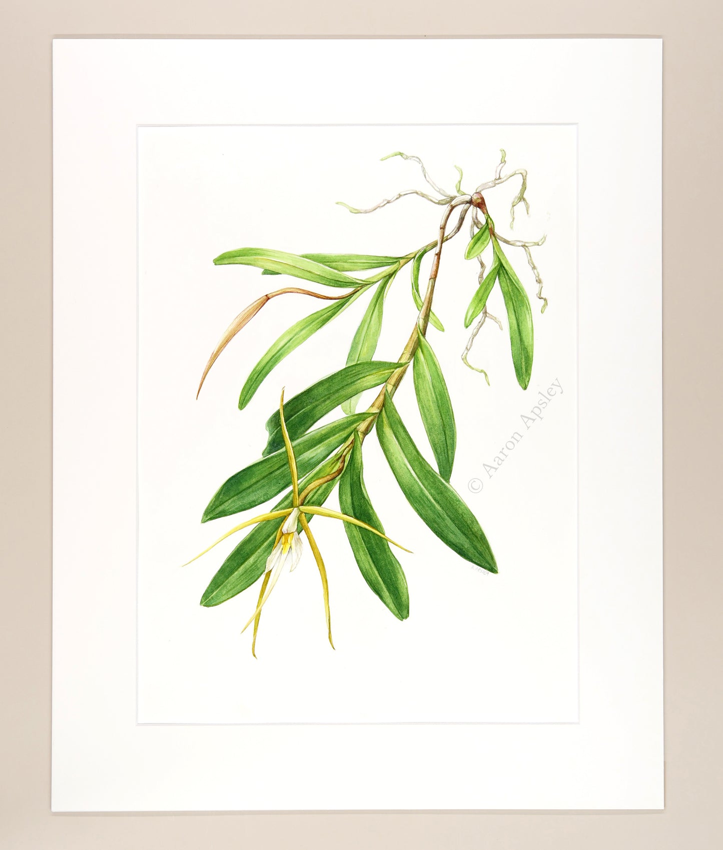 Epidendrum nocturnum - Original Watercolor