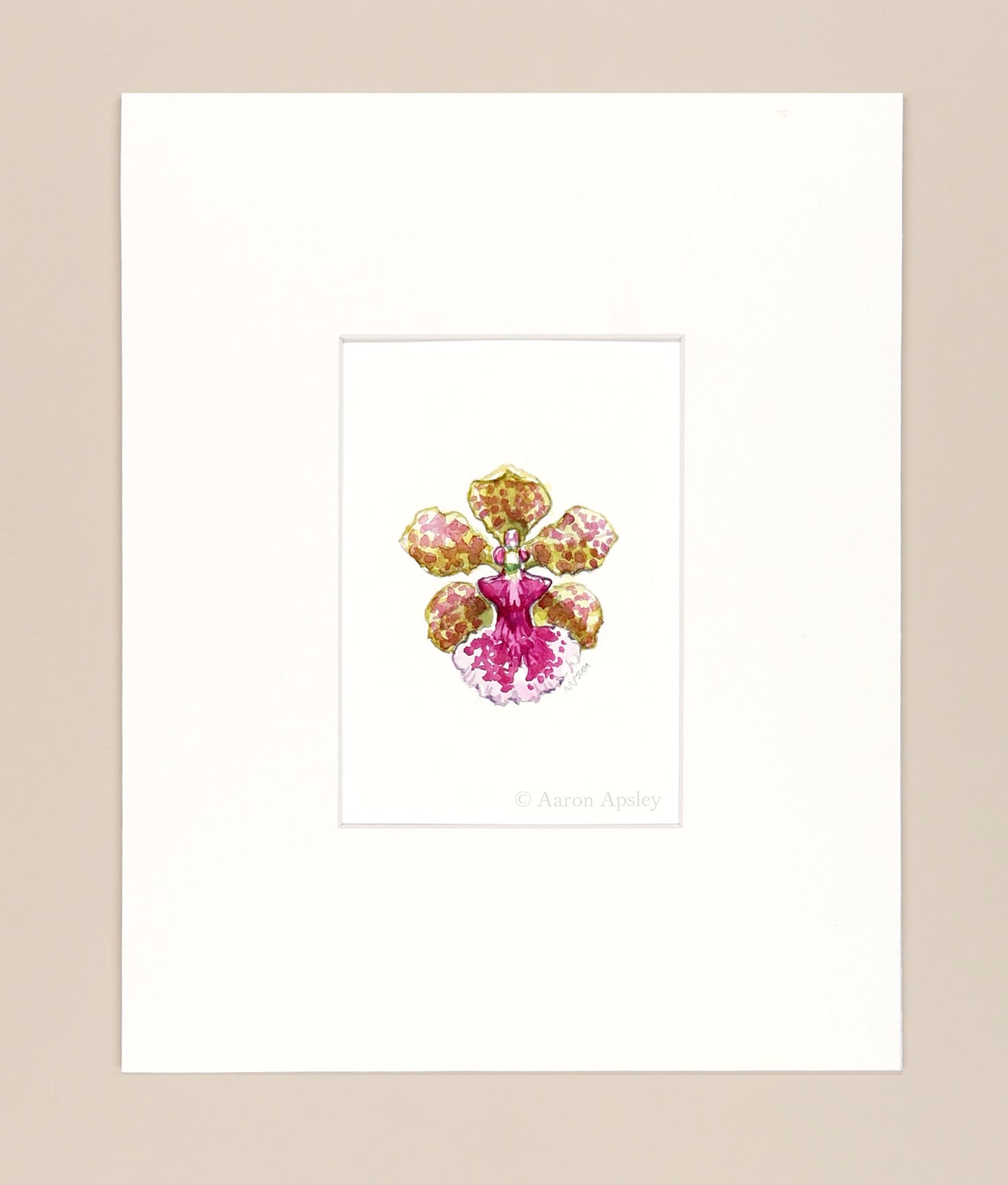 Trichocentrum Ollie Palmer - Original Watercolor