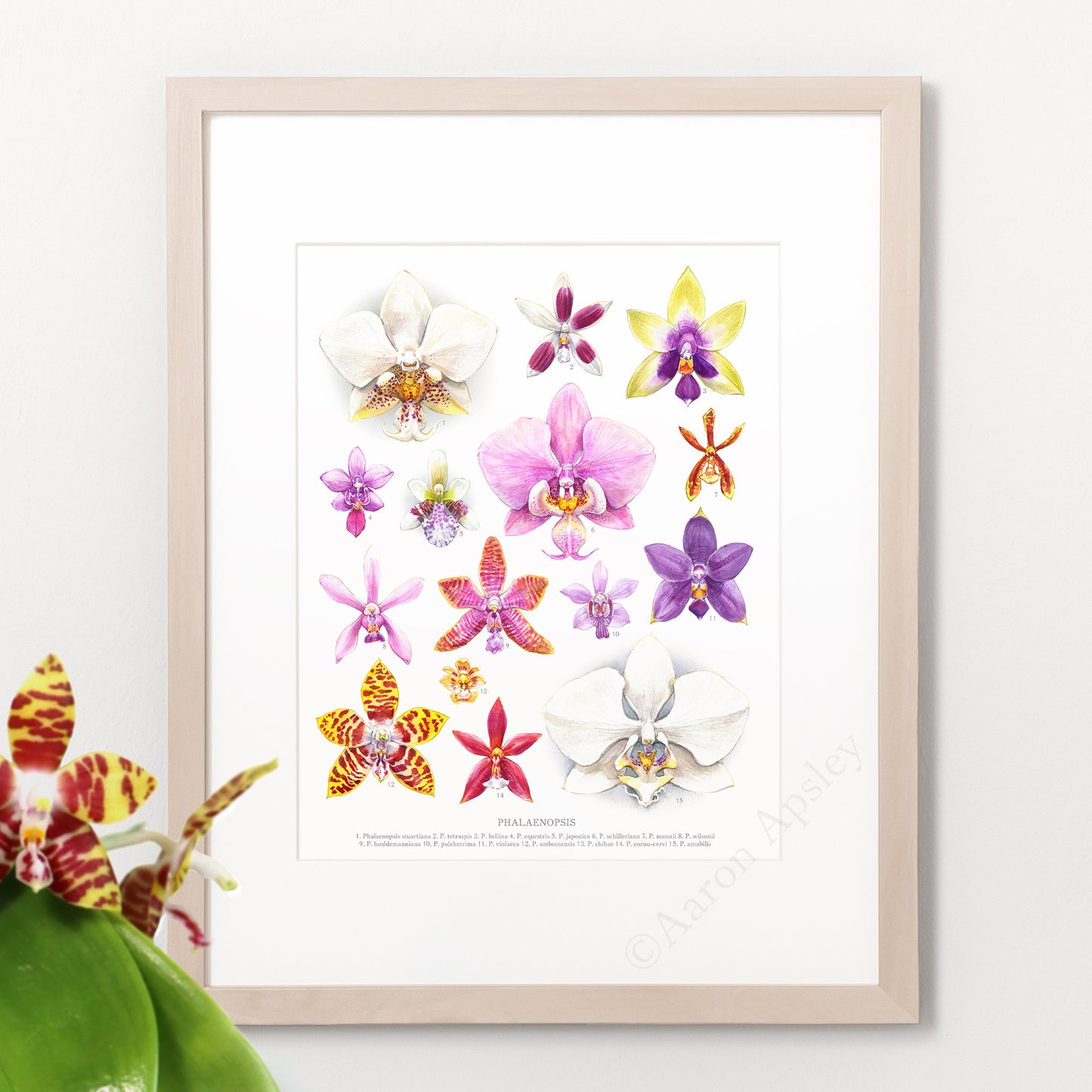 Phalaenopsis Orchid Species Print