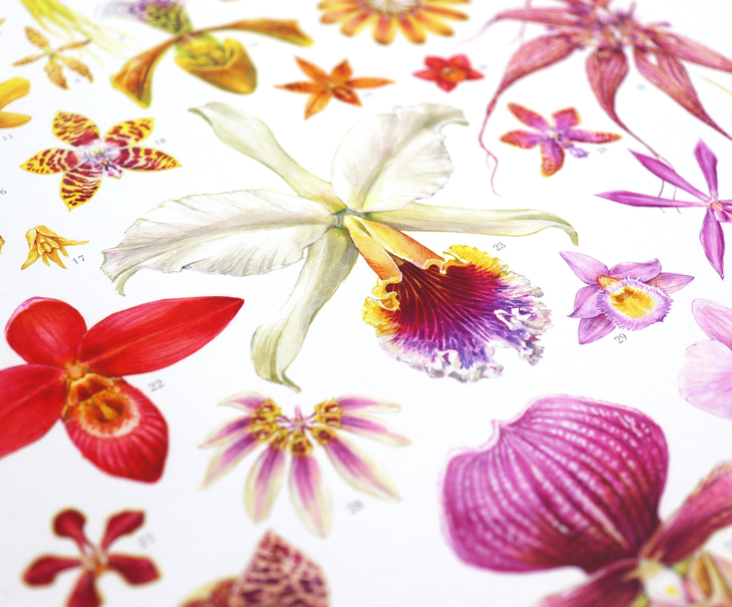 Orchid Species Print