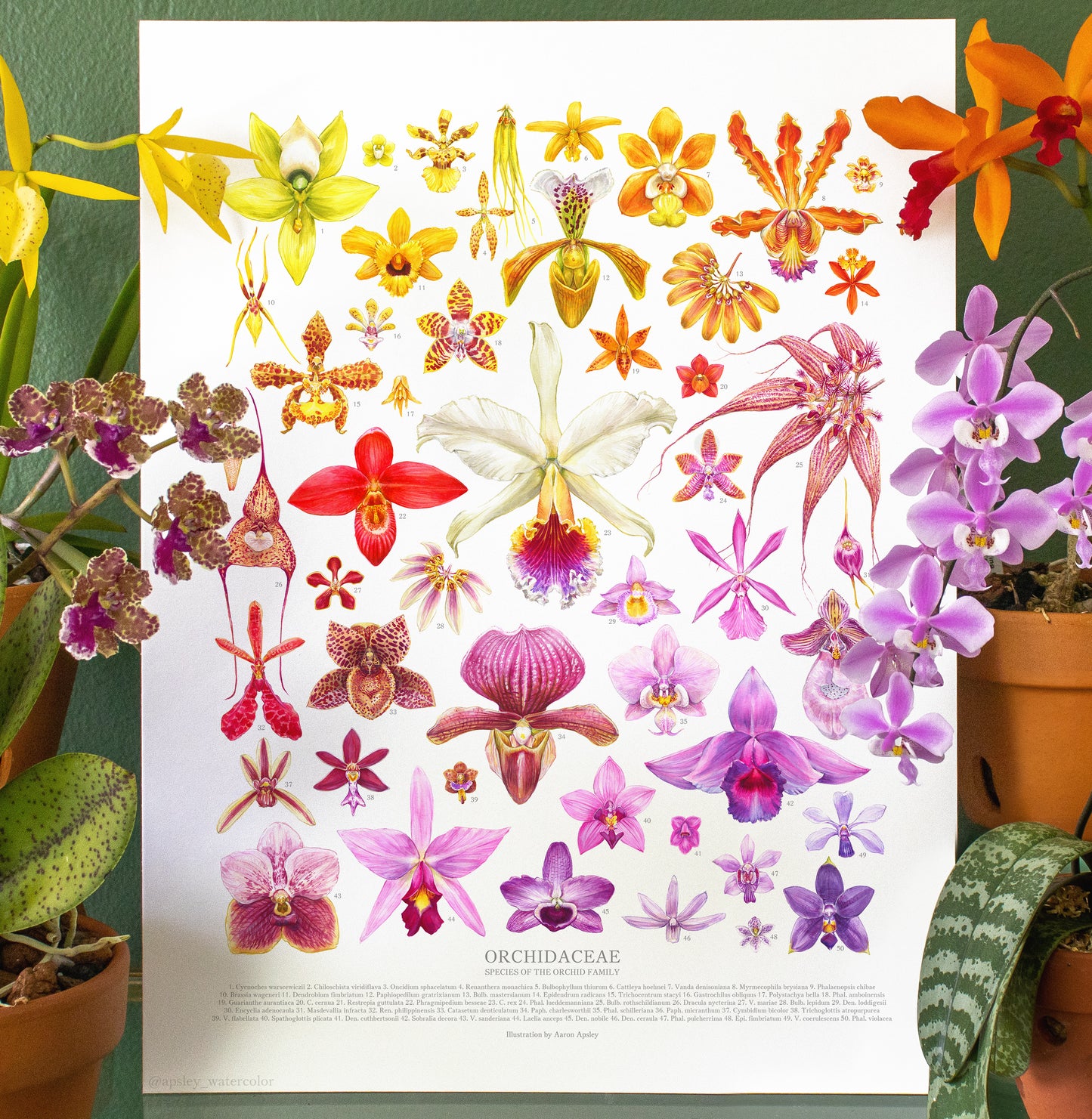 Orchid Species Print