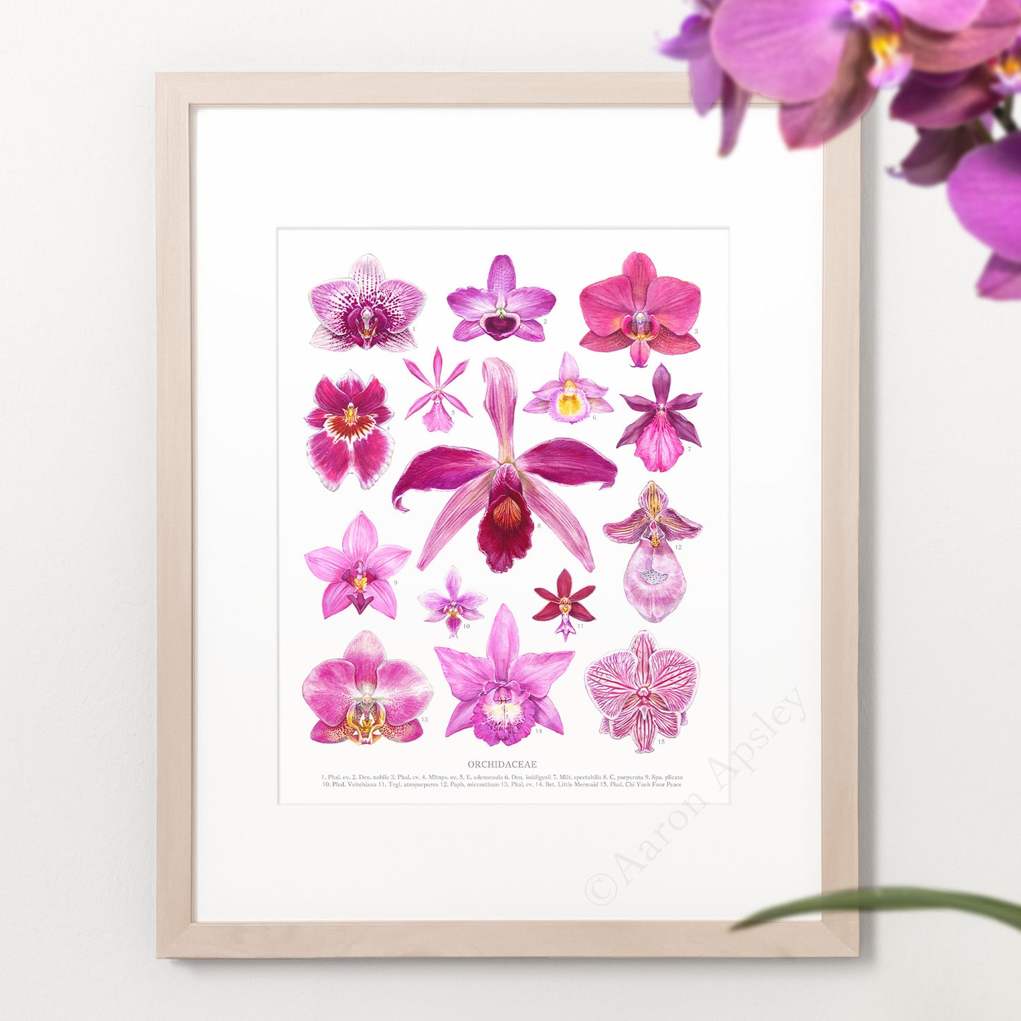 Pink Orchid Flowers Print