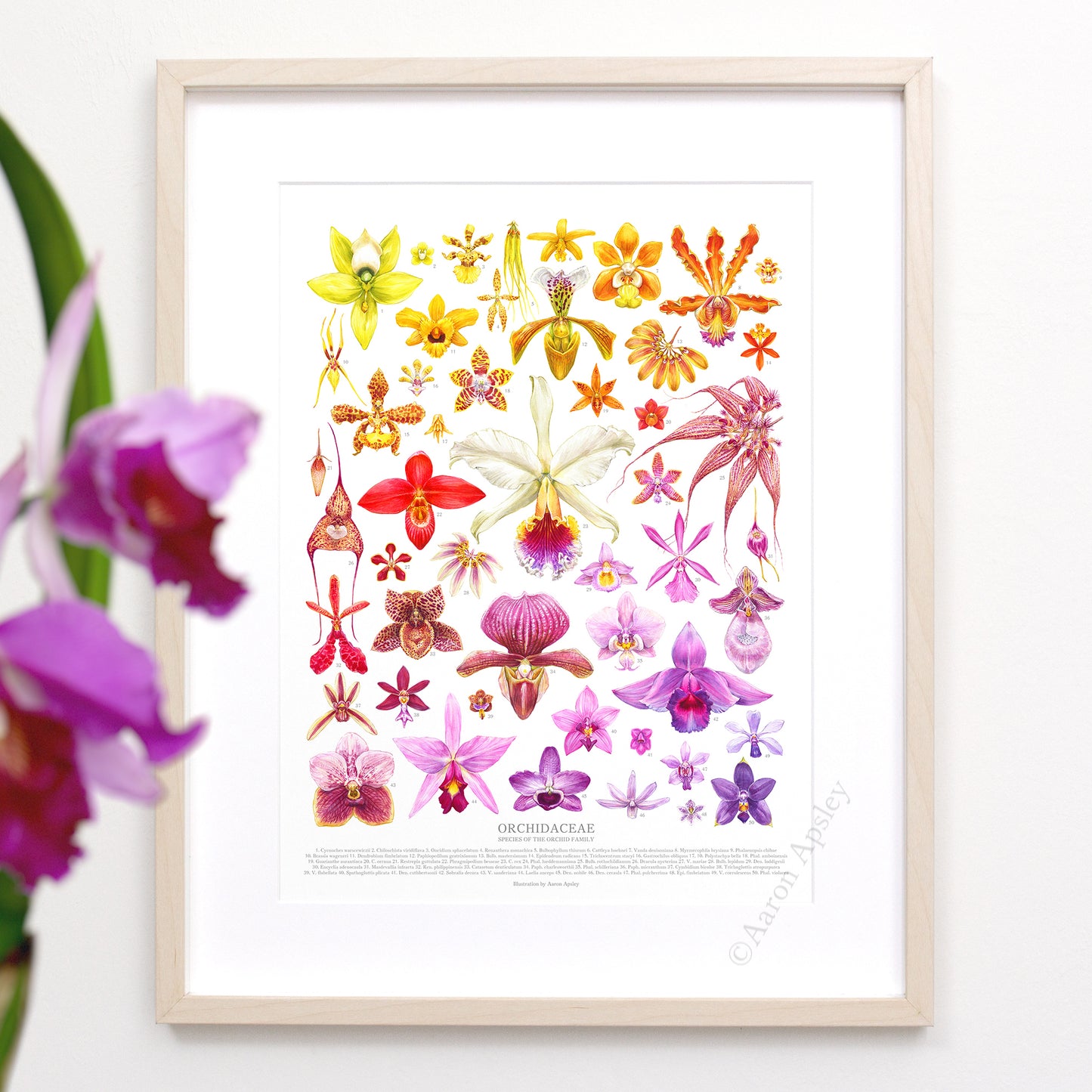 Orchid Species Print