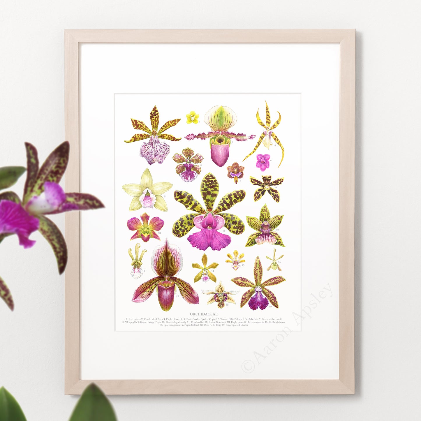 Spotted Orchid Flowers Print