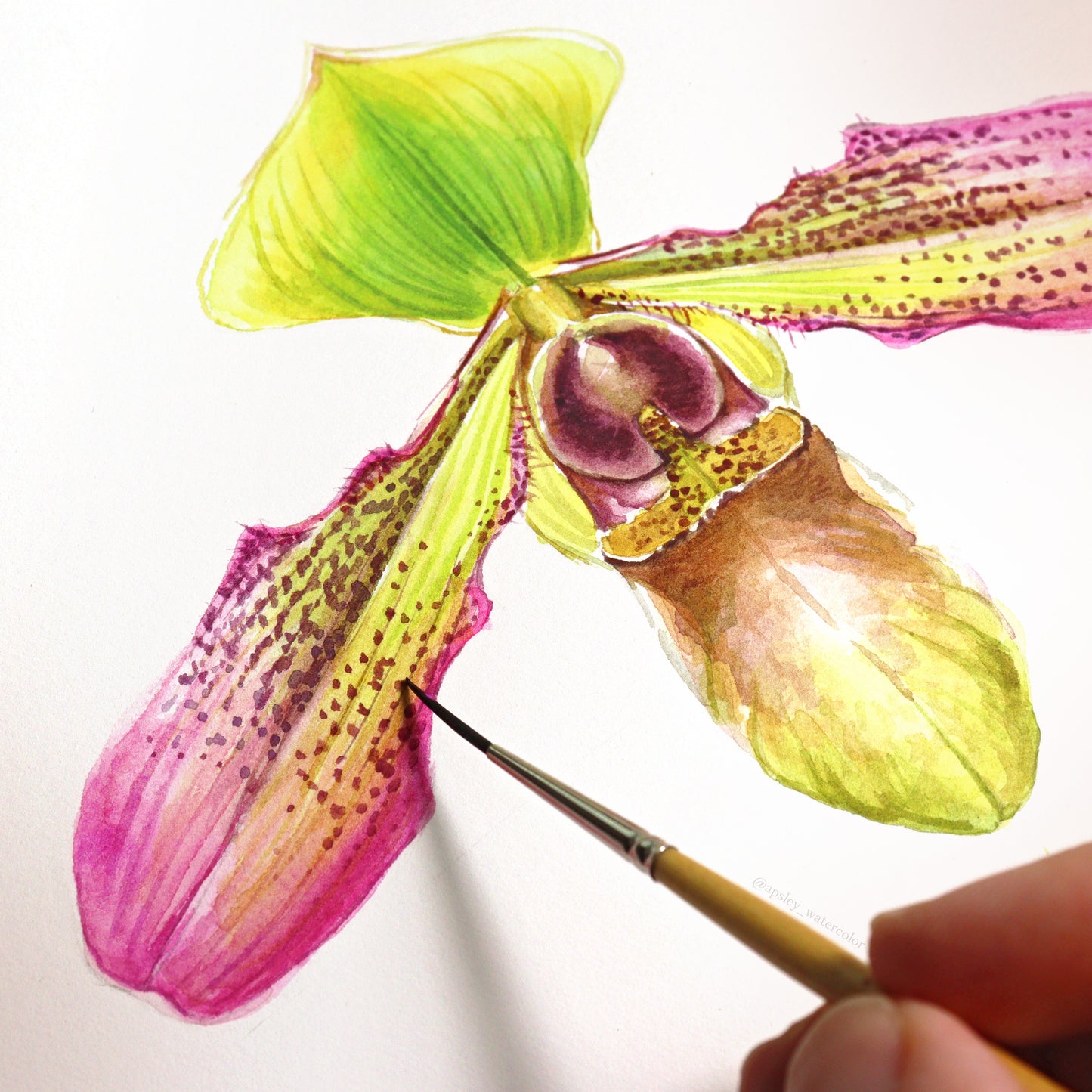 Paphiopedilum hookerae - Original Watercolor